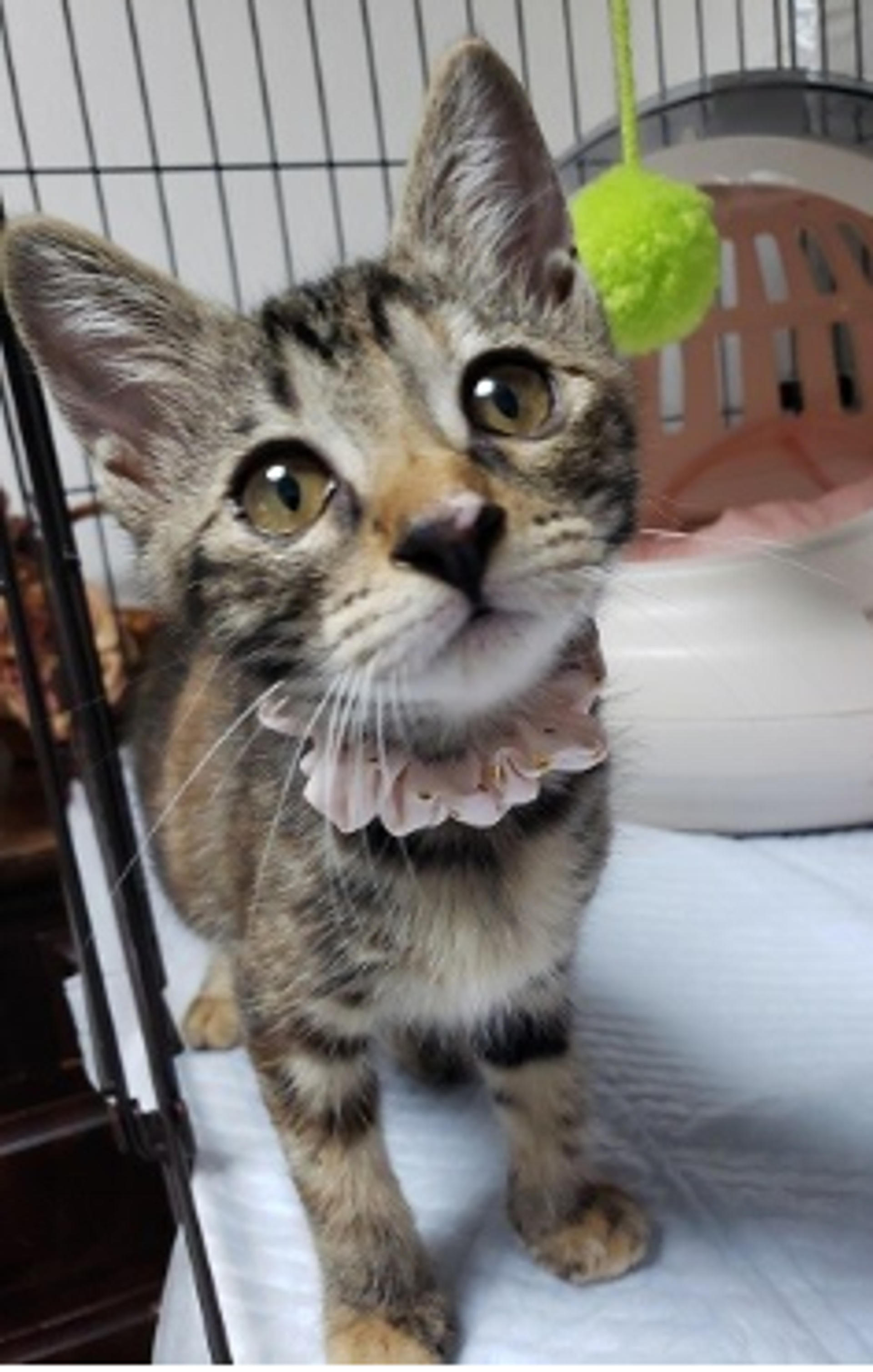 pet-image-3