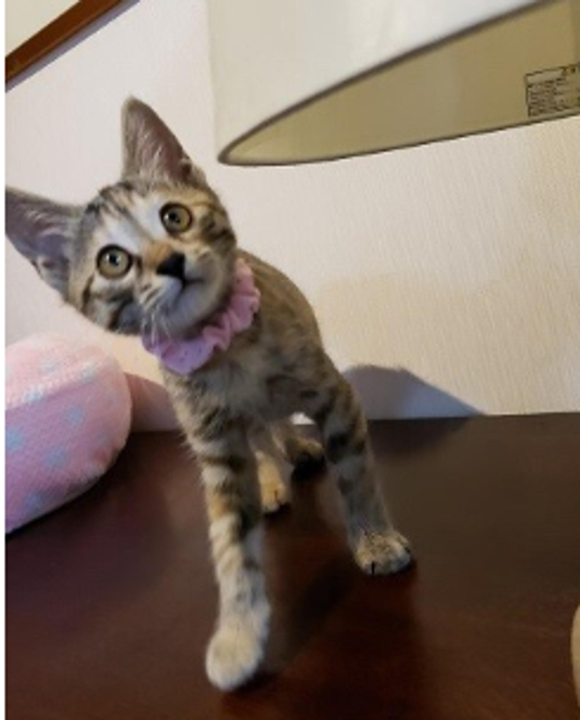 pet-image-6
