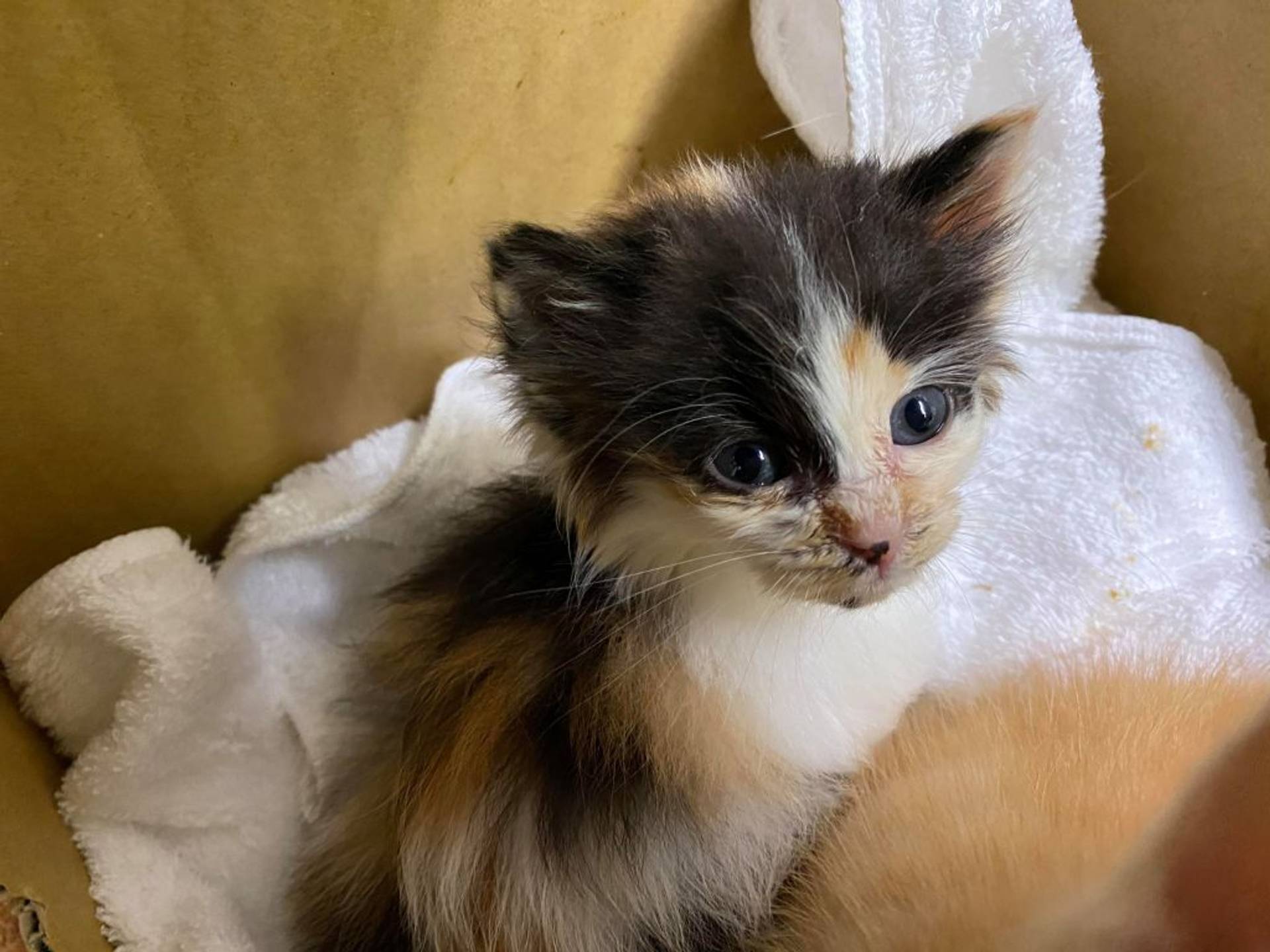 雑種（ミックス猫）・メスの里親募集の写真
