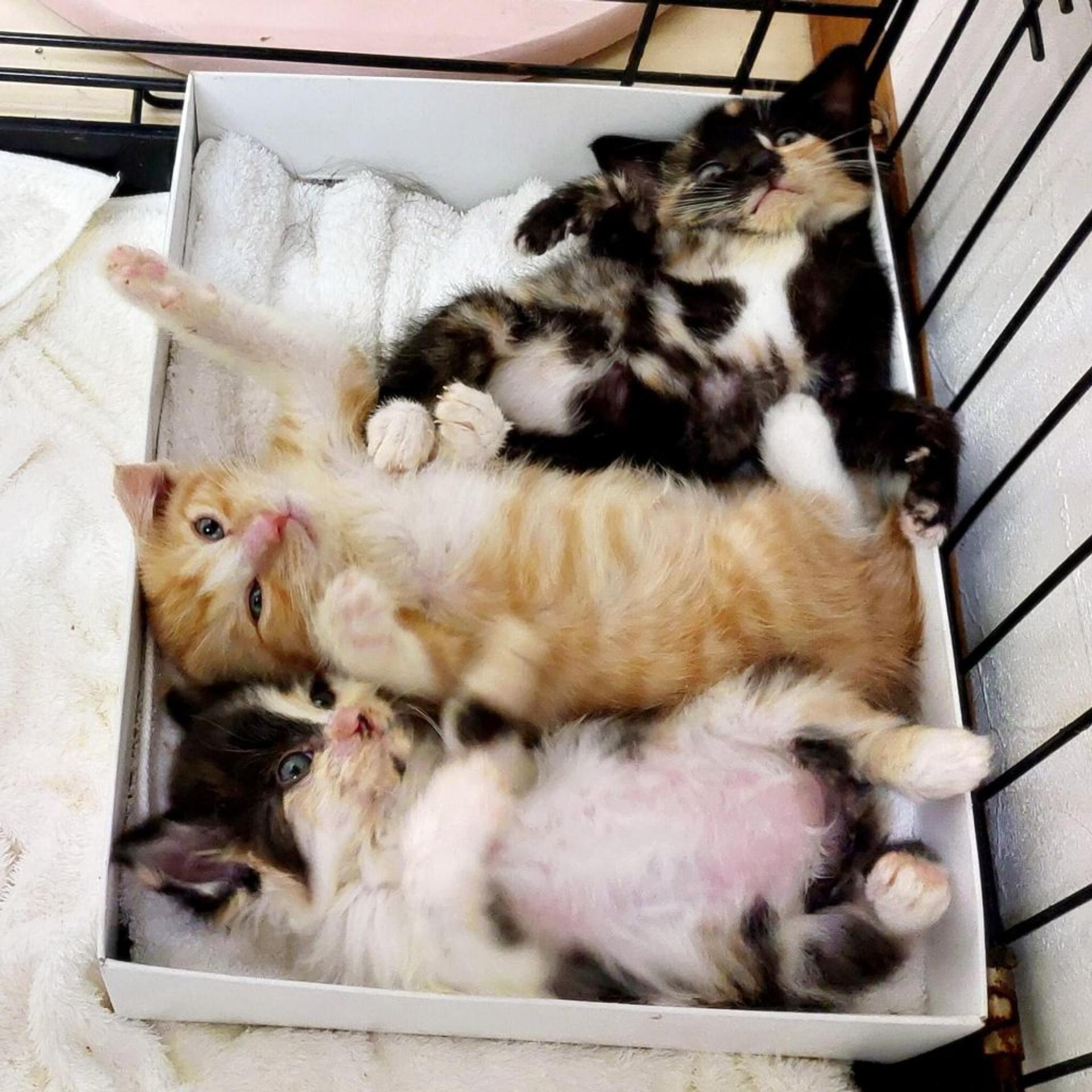 pet-image-2