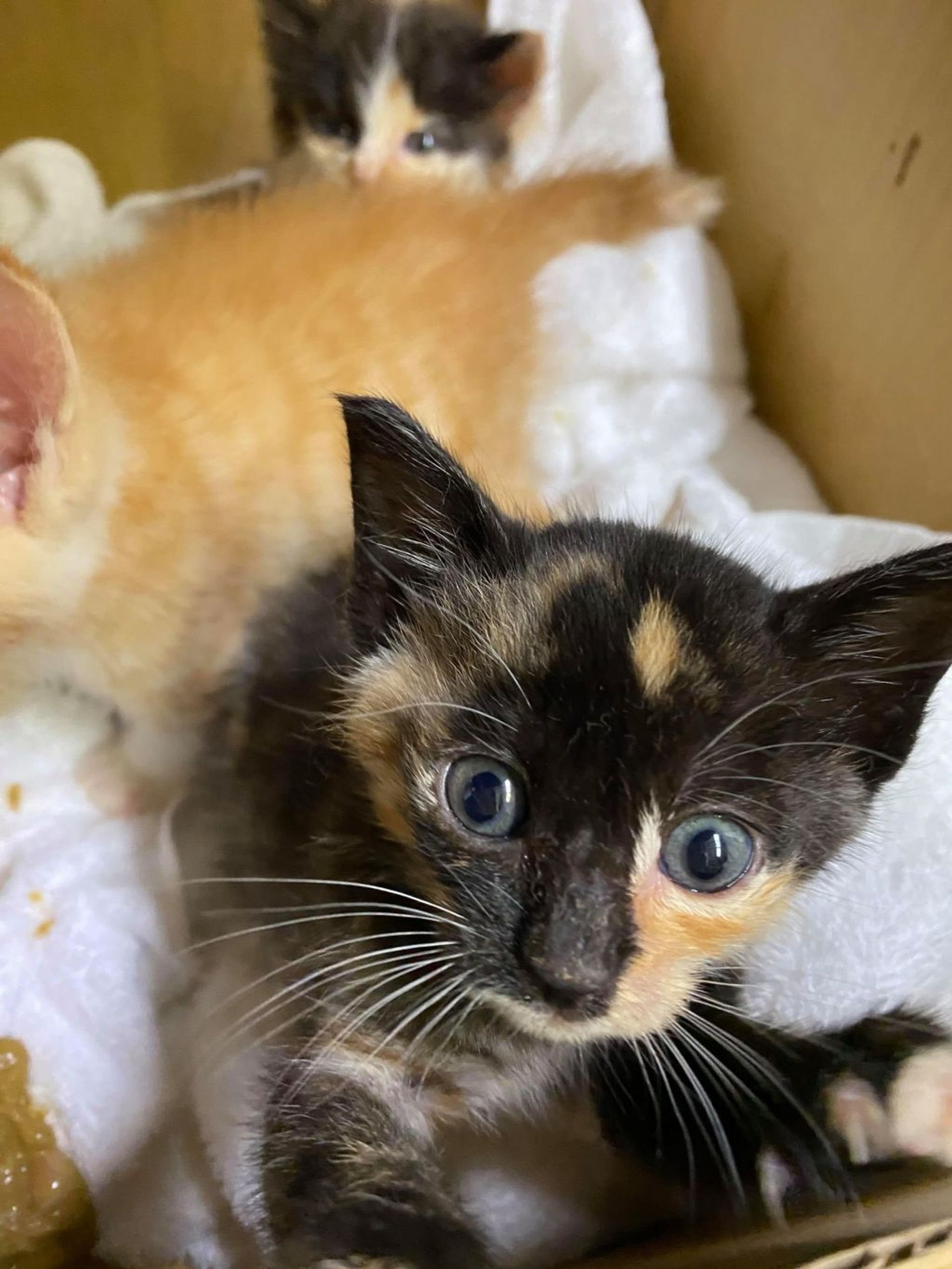 雑種（ミックス猫）・メスの里親募集の写真