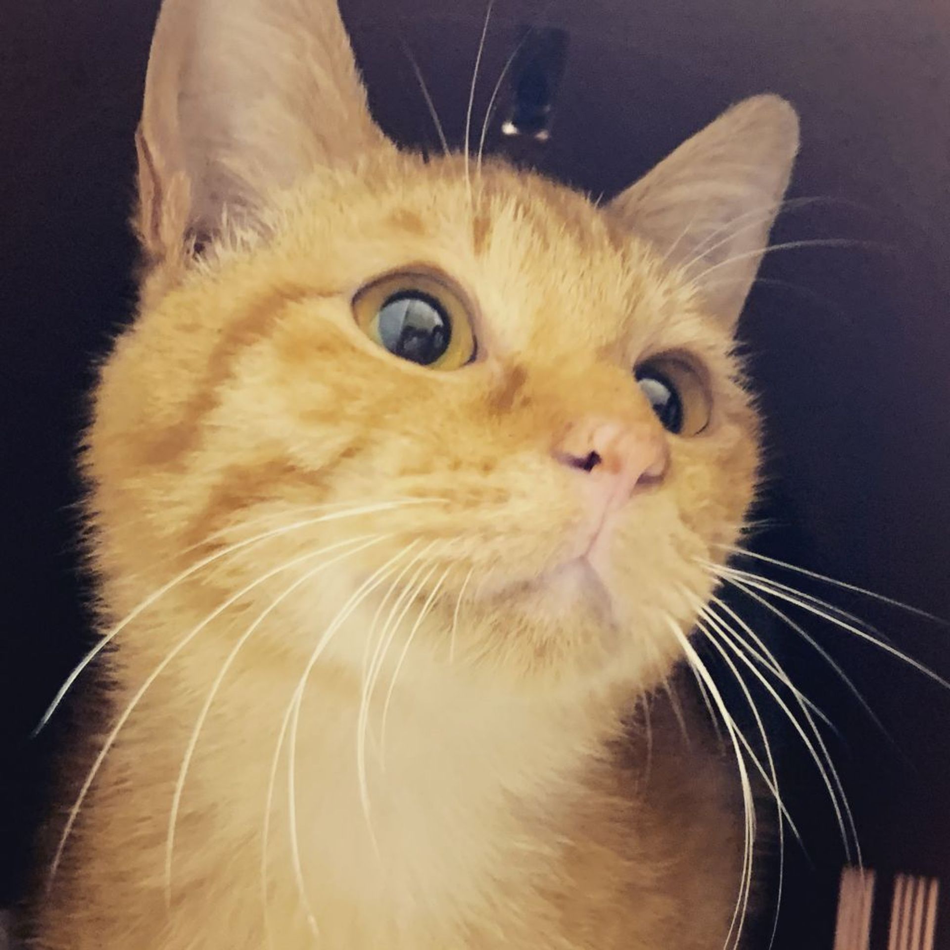 雑種（ミックス猫）・オスの里親募集の写真