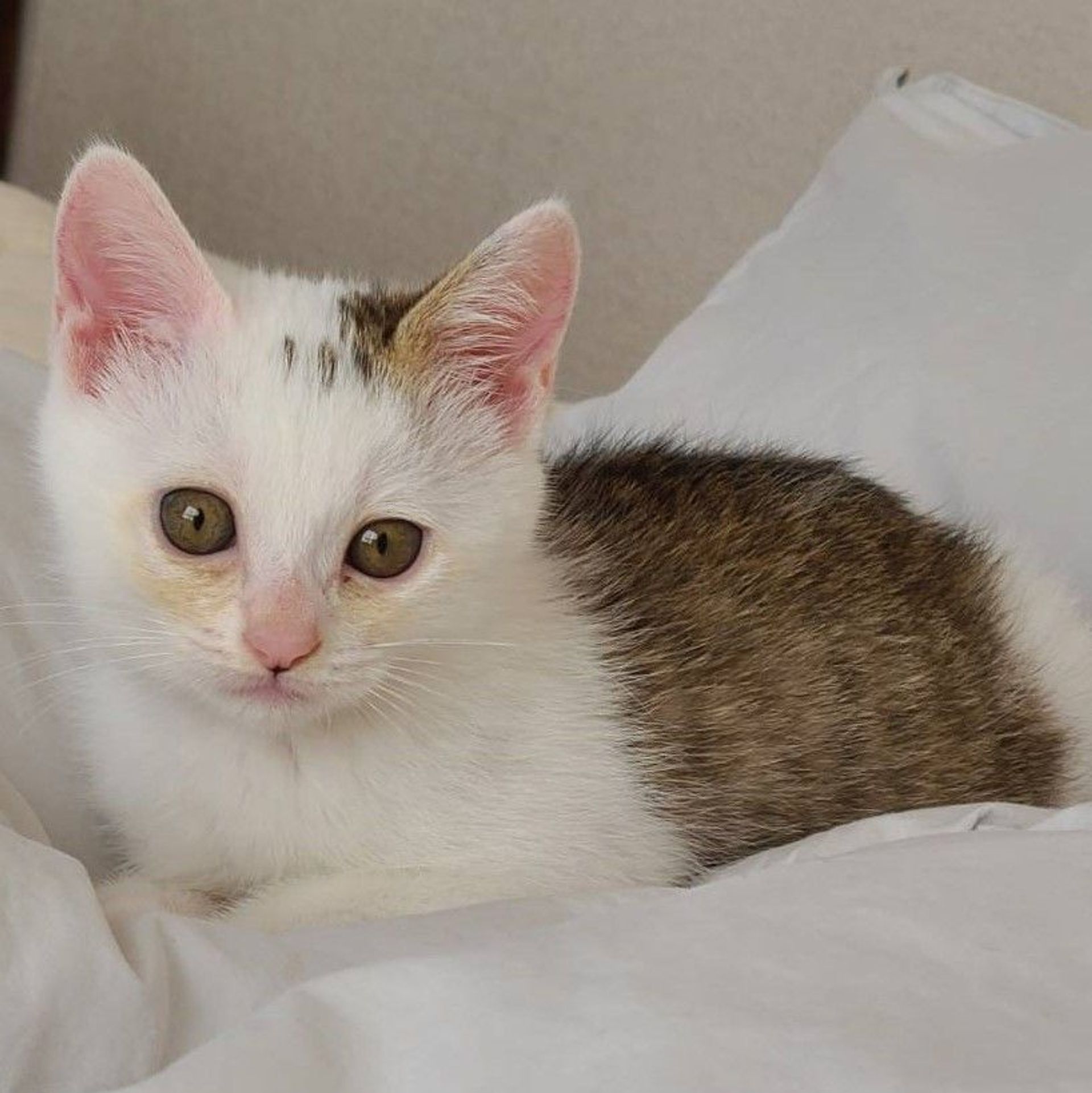 雑種（ミックス猫）・メスの里親募集の写真