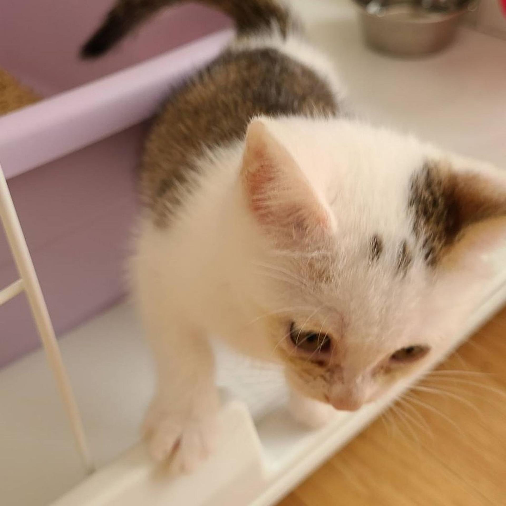 pet-image-2