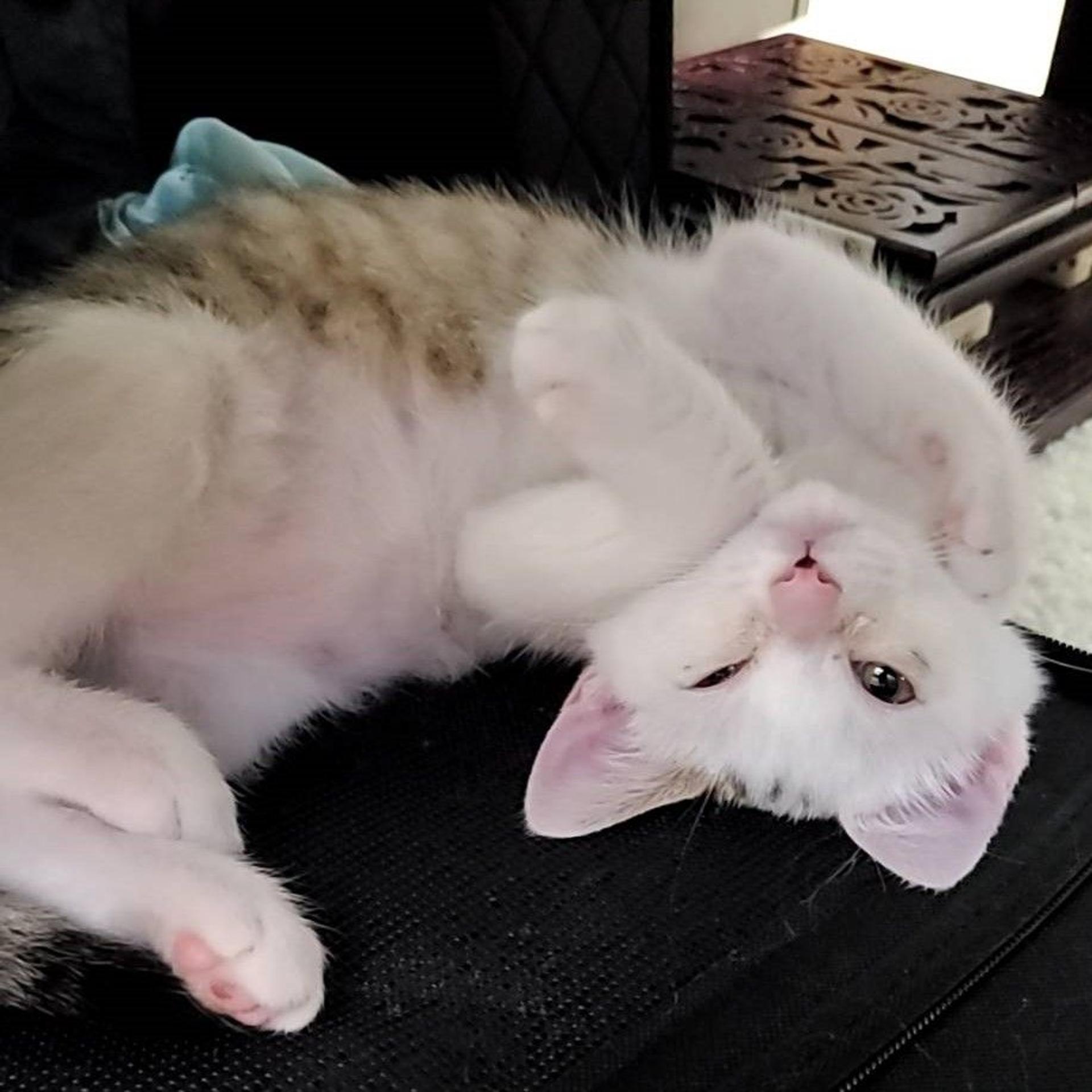 pet-image-3