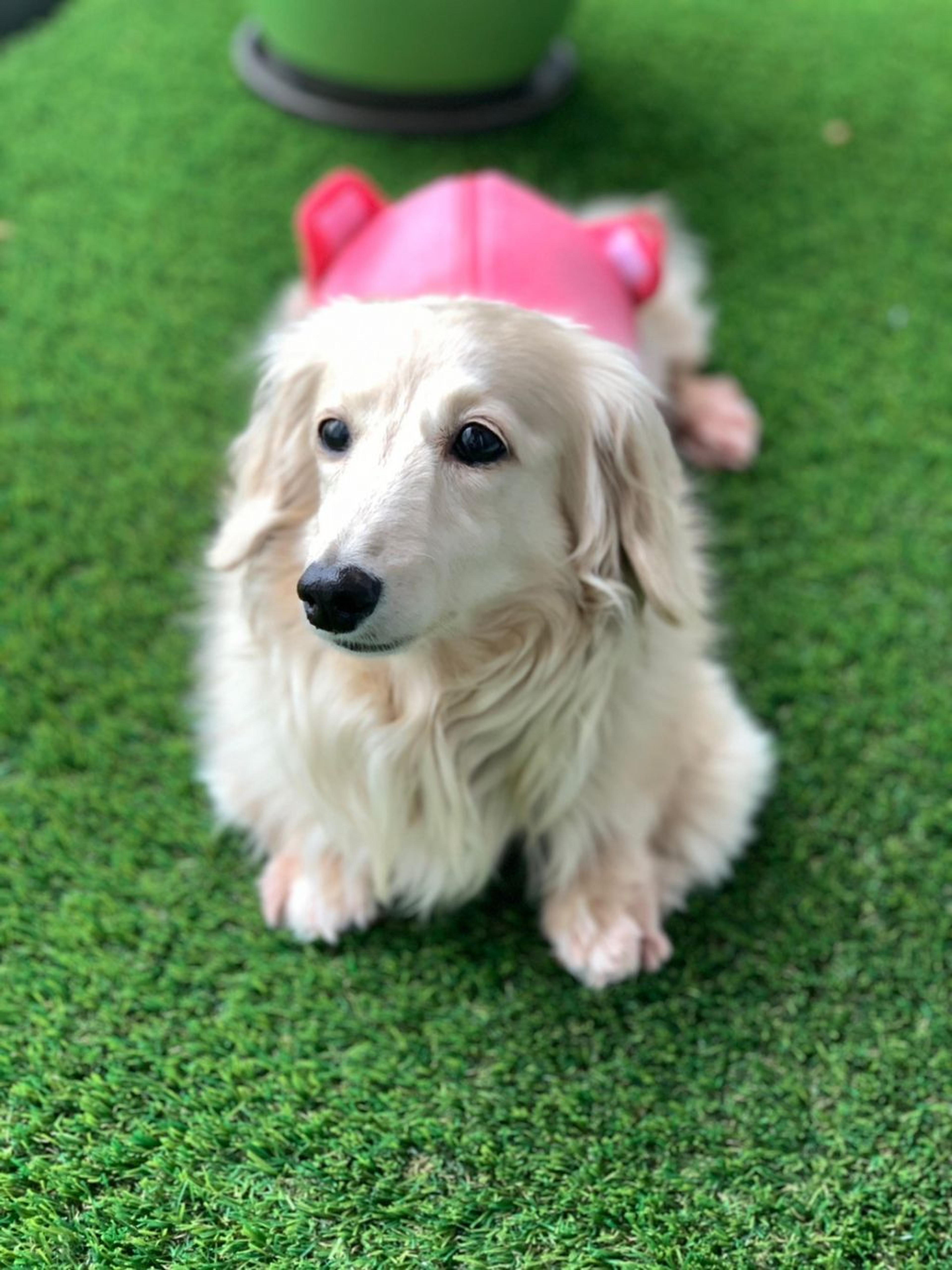 pet-image-3