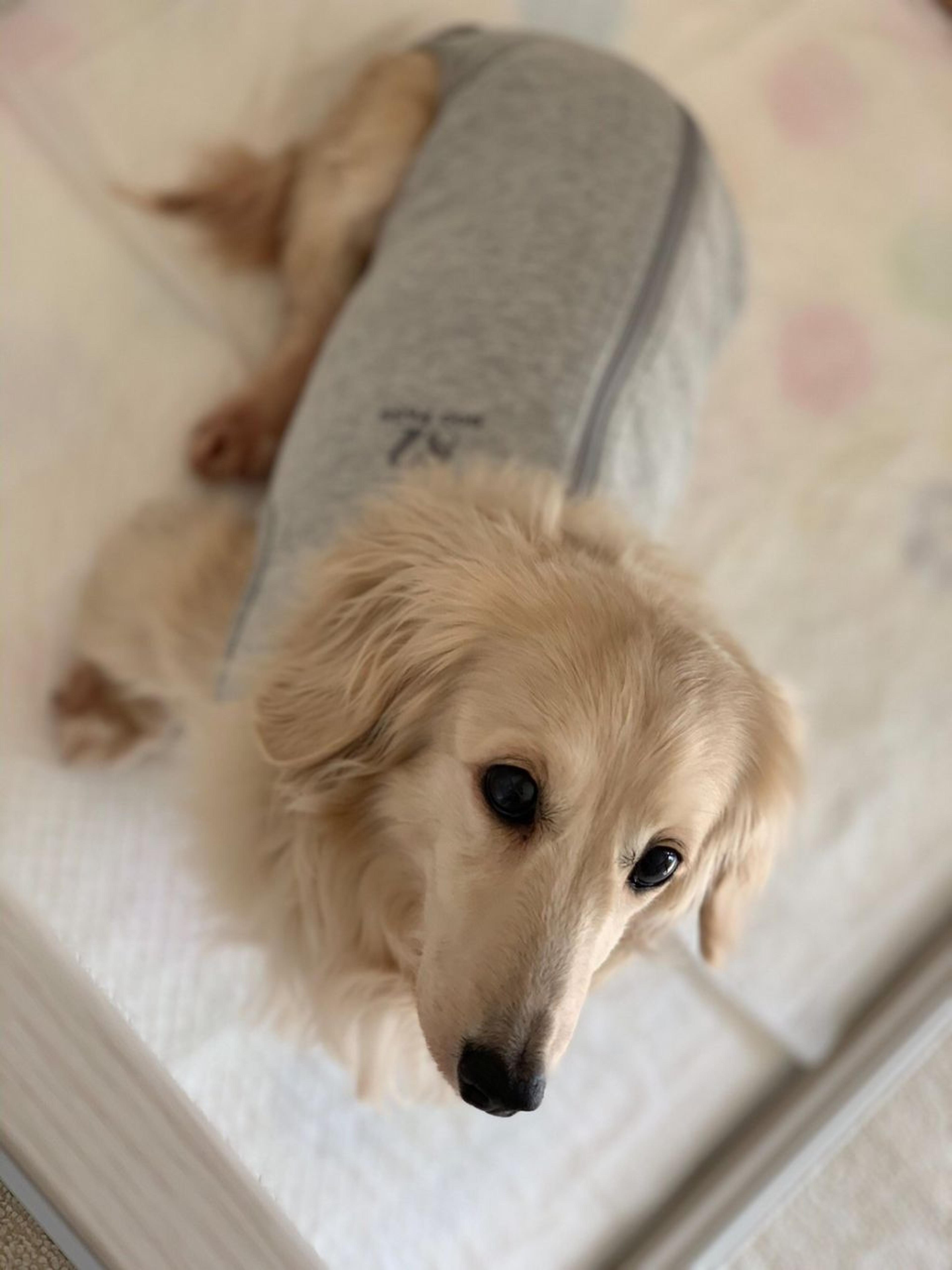 pet-image-4