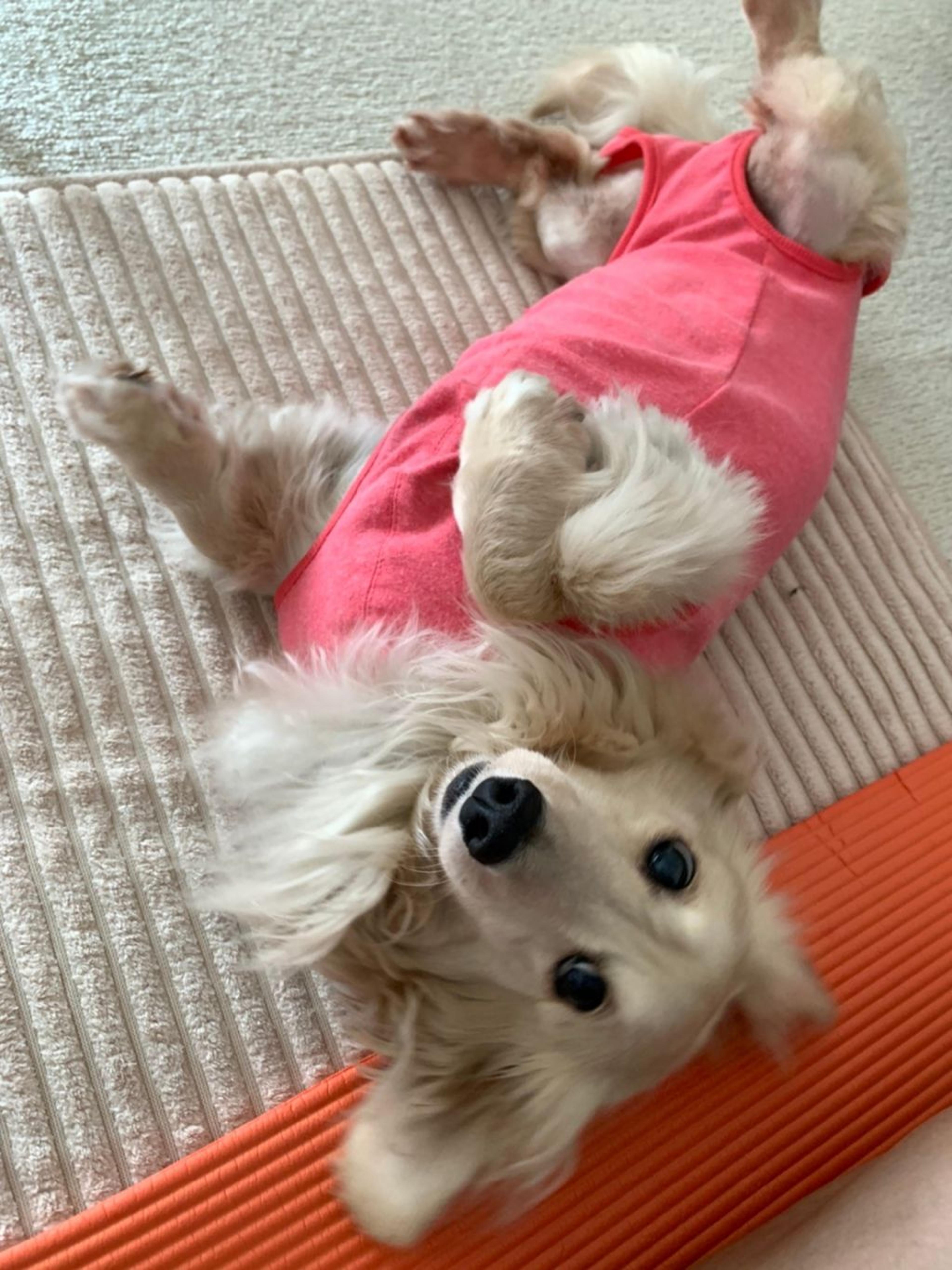 pet-image-5