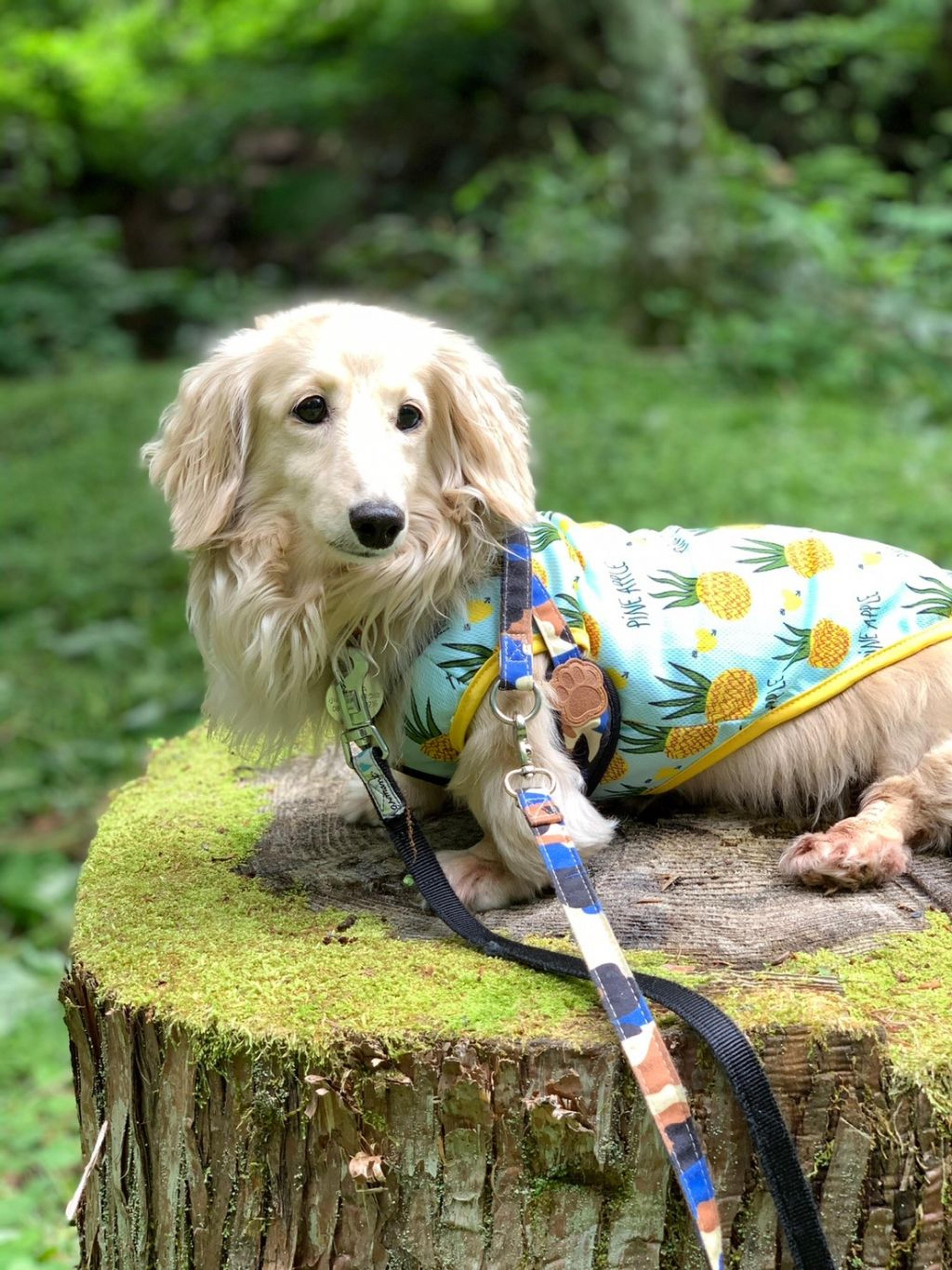 pet-image-6