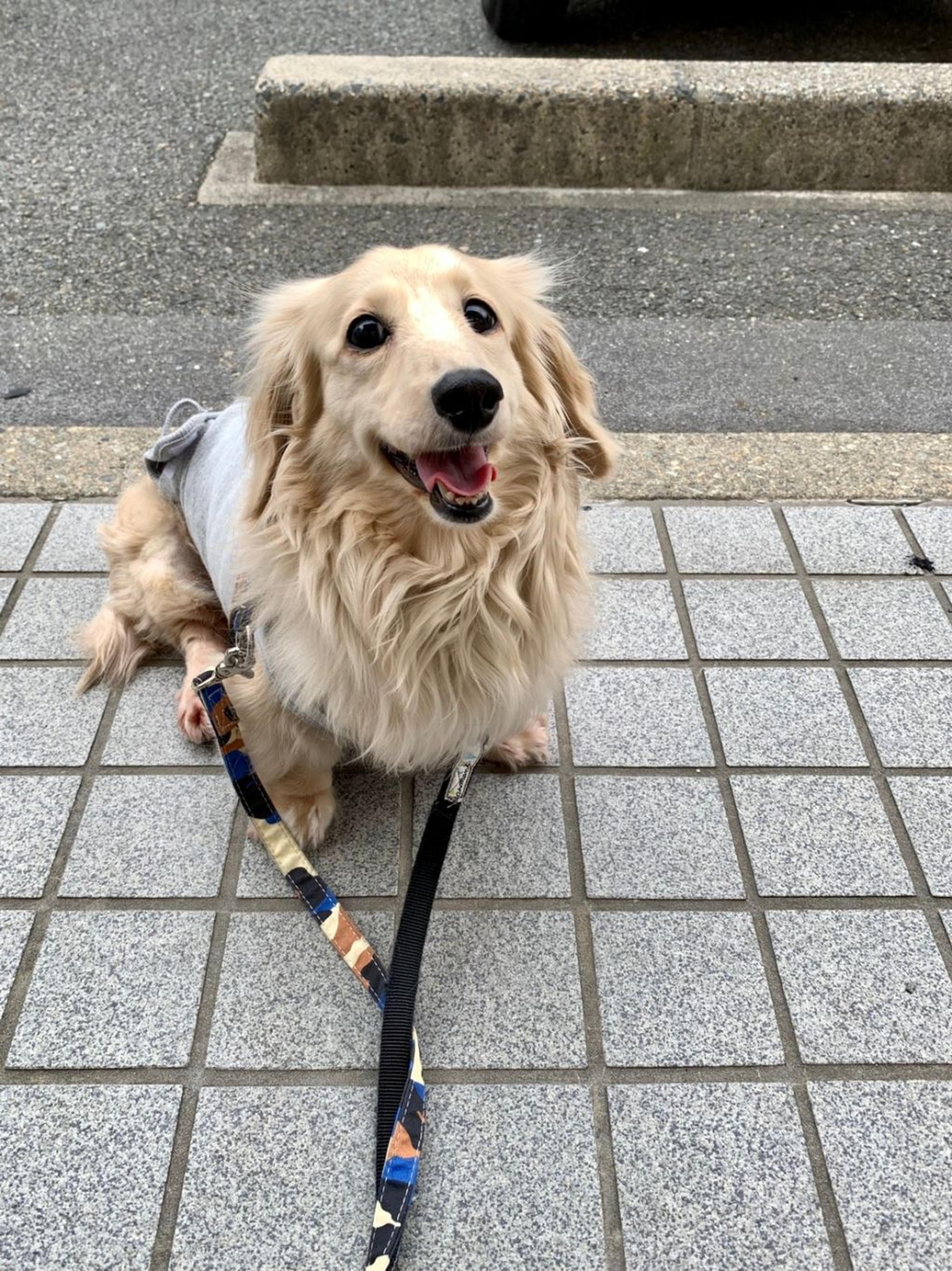 pet-image-7