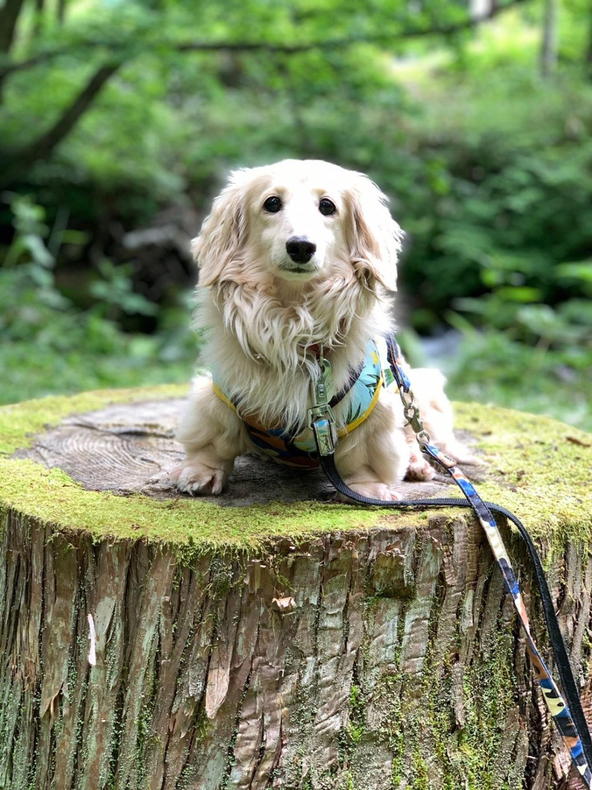 pet-image-8