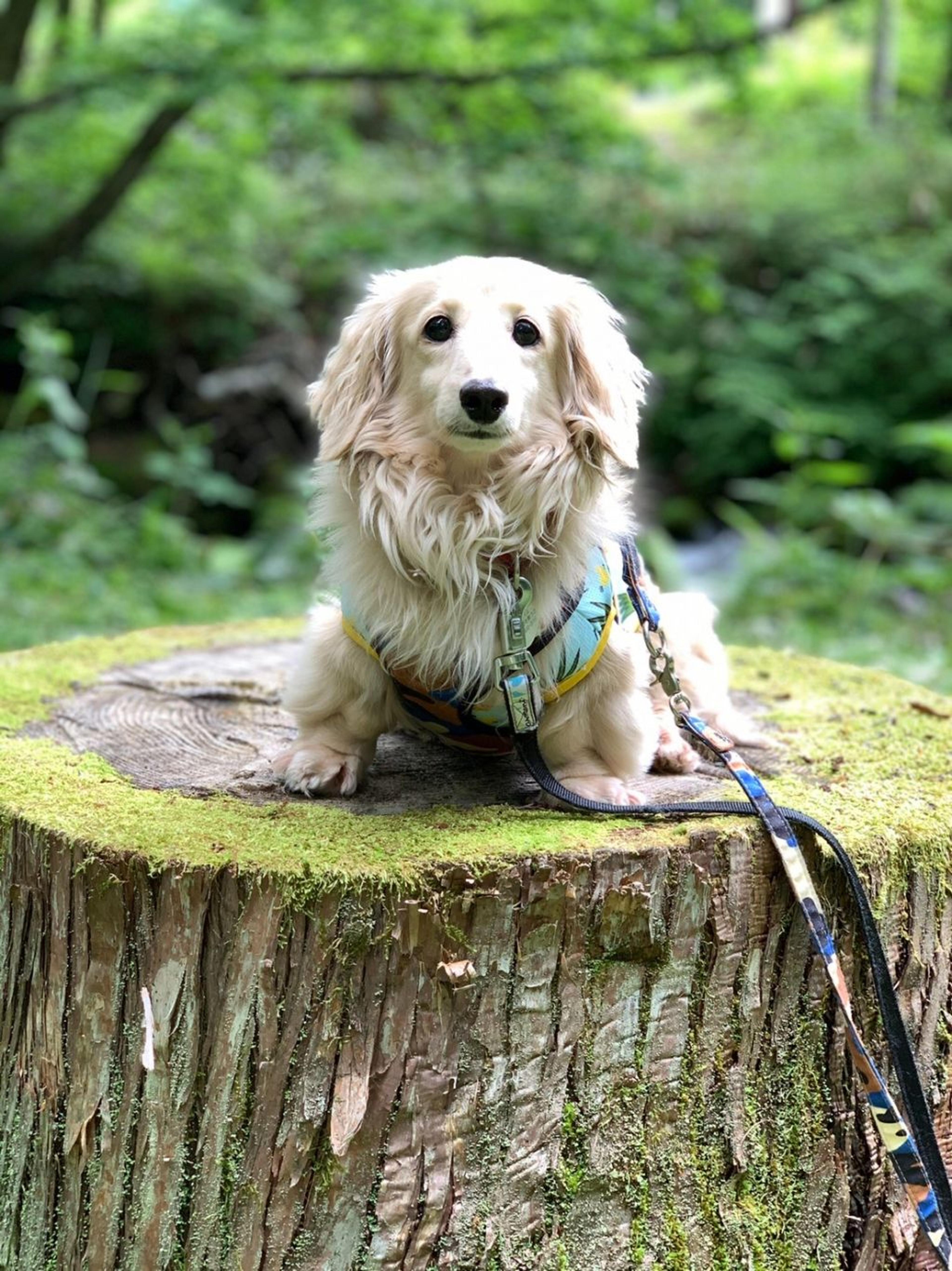 pet-image-8
