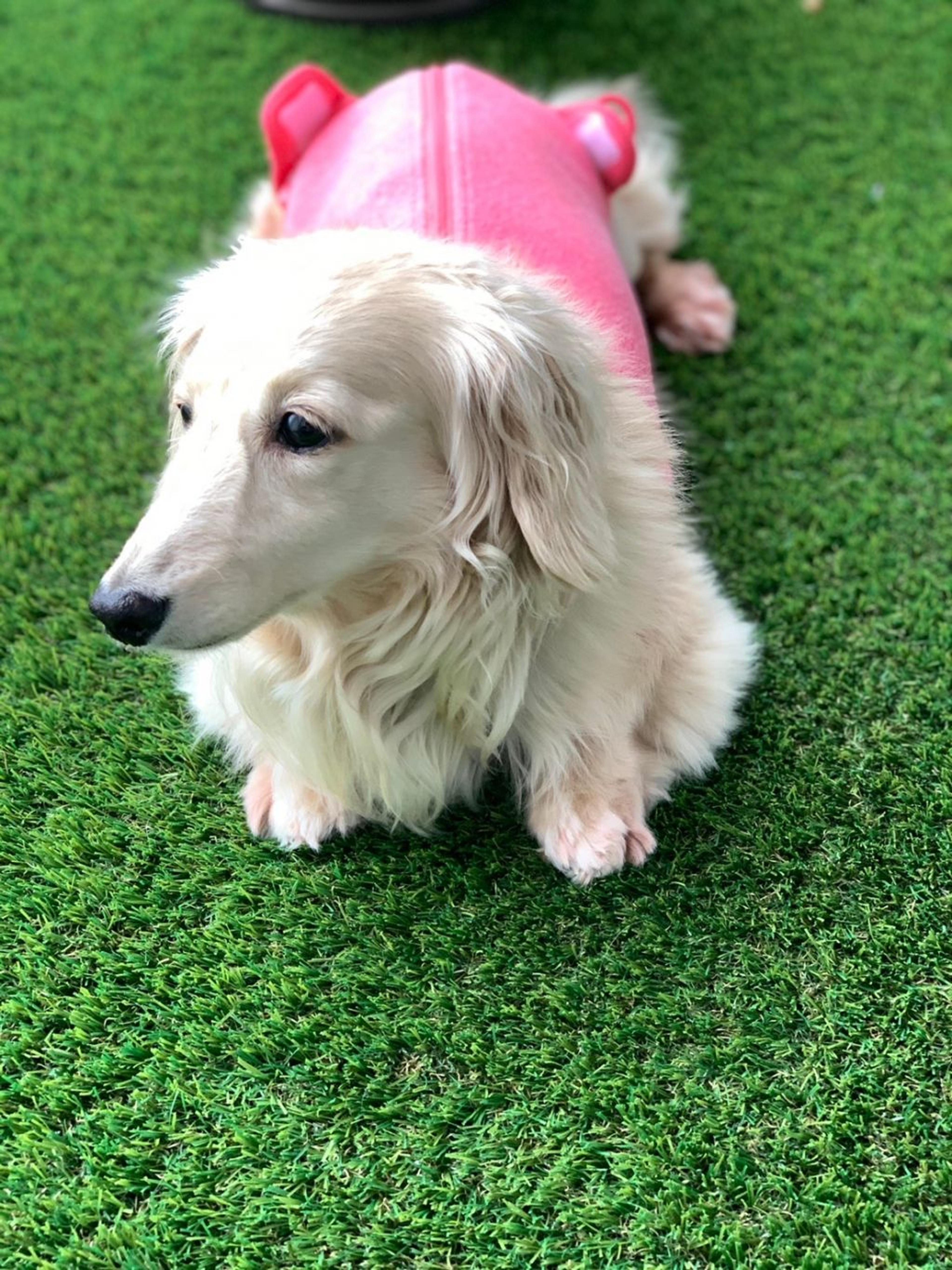pet-image-9