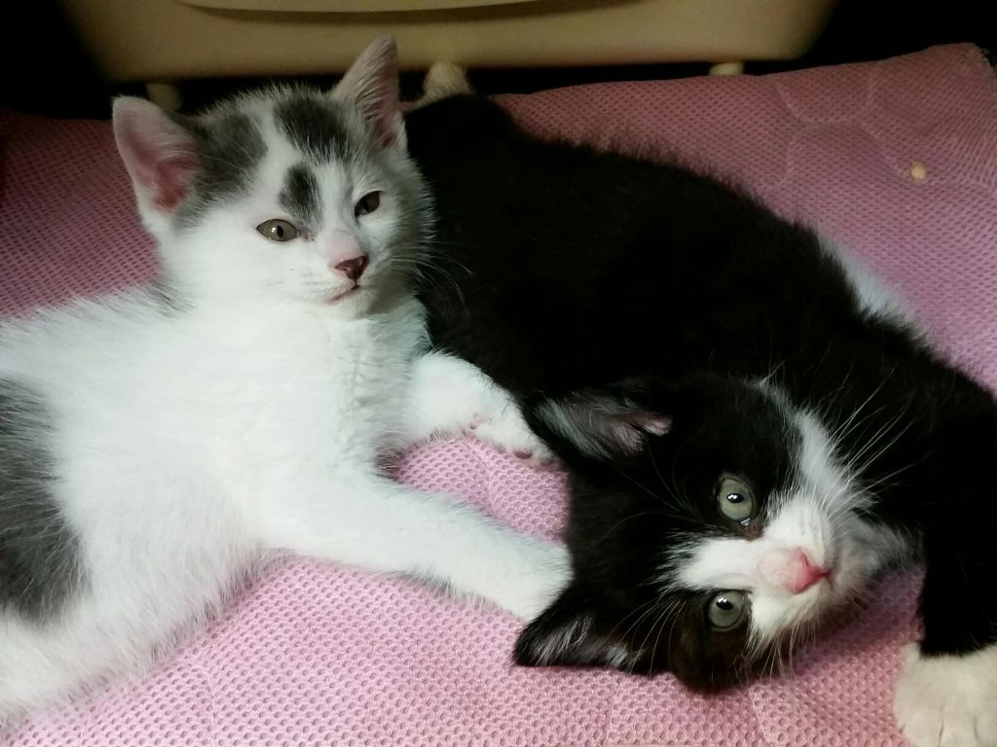 pet-image-2