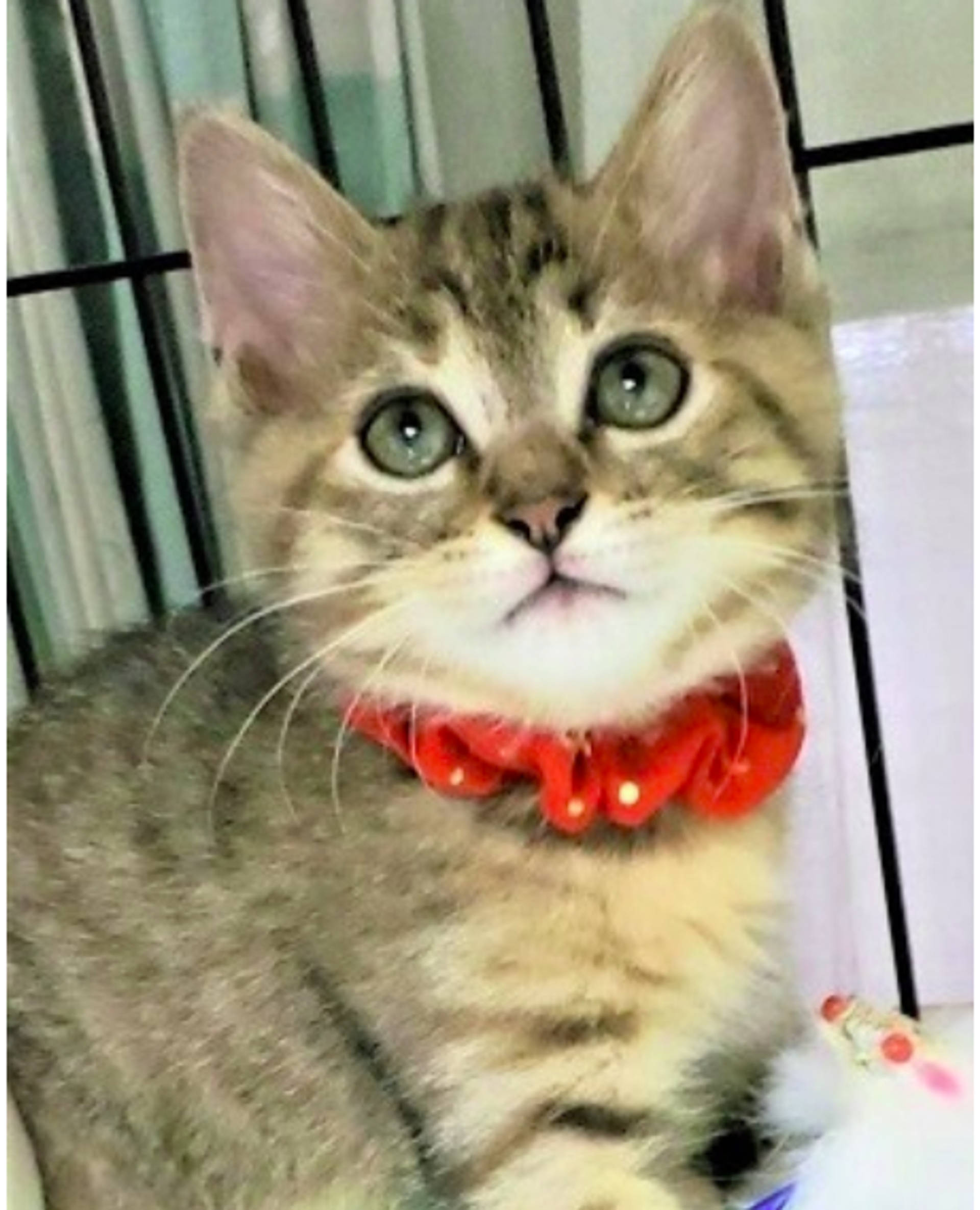 雑種（ミックス猫）・オスの里親募集の写真