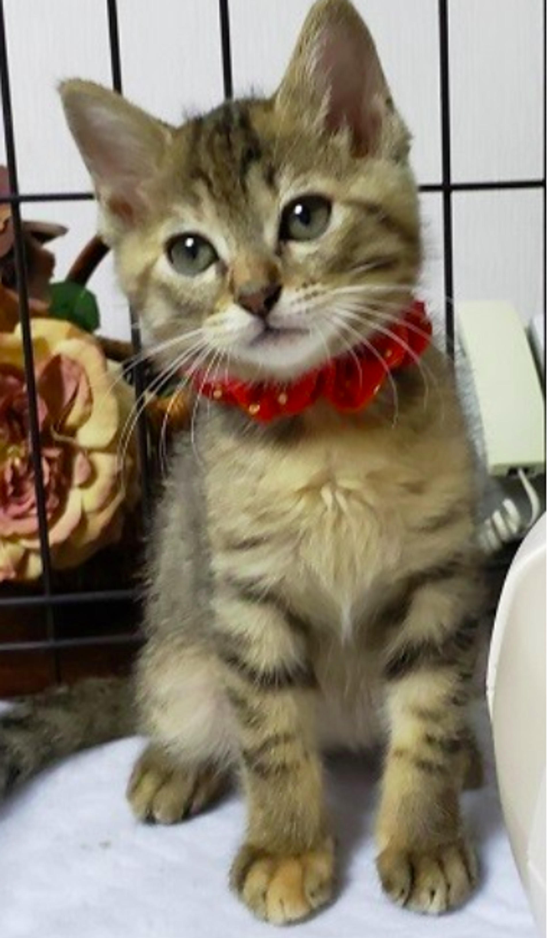pet-image-2