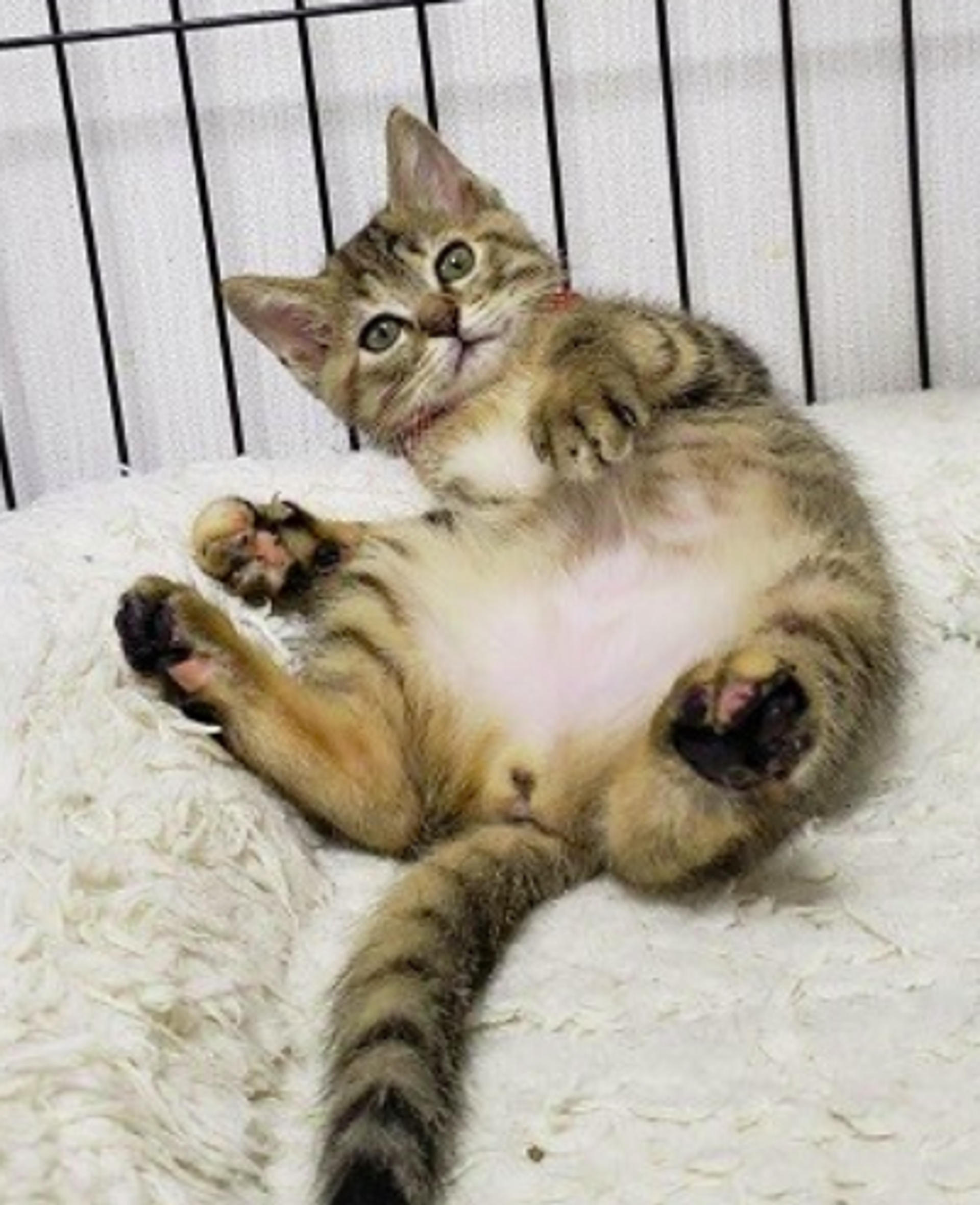 pet-image-4