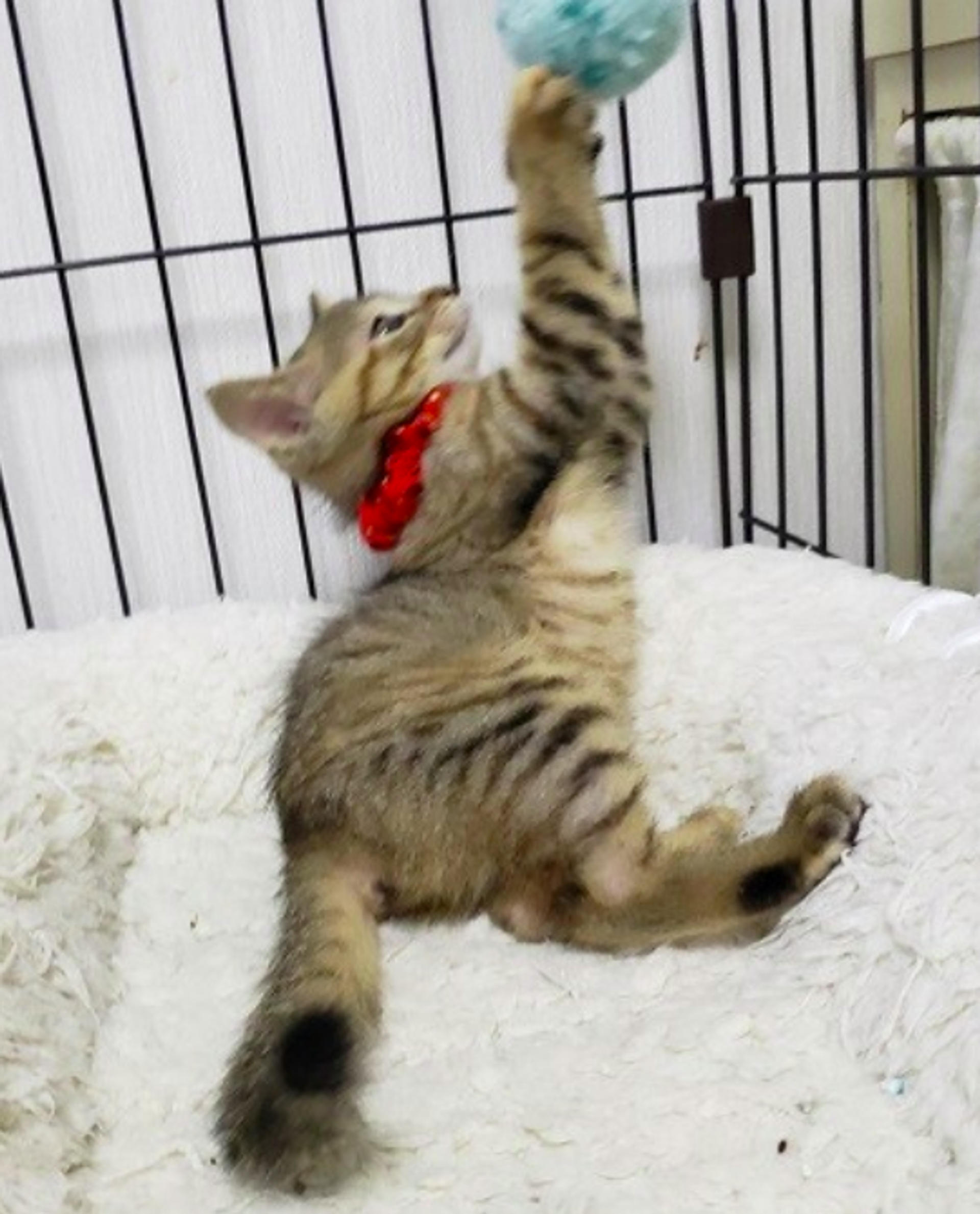 pet-image-5