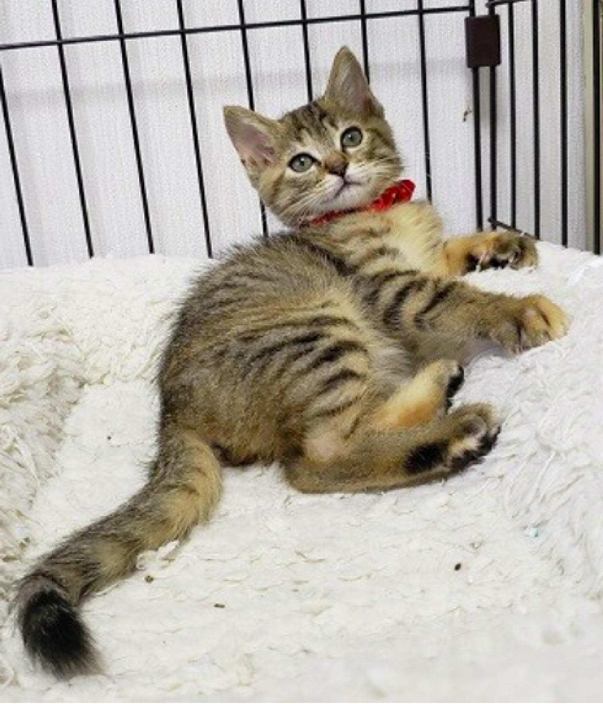 pet-image-7