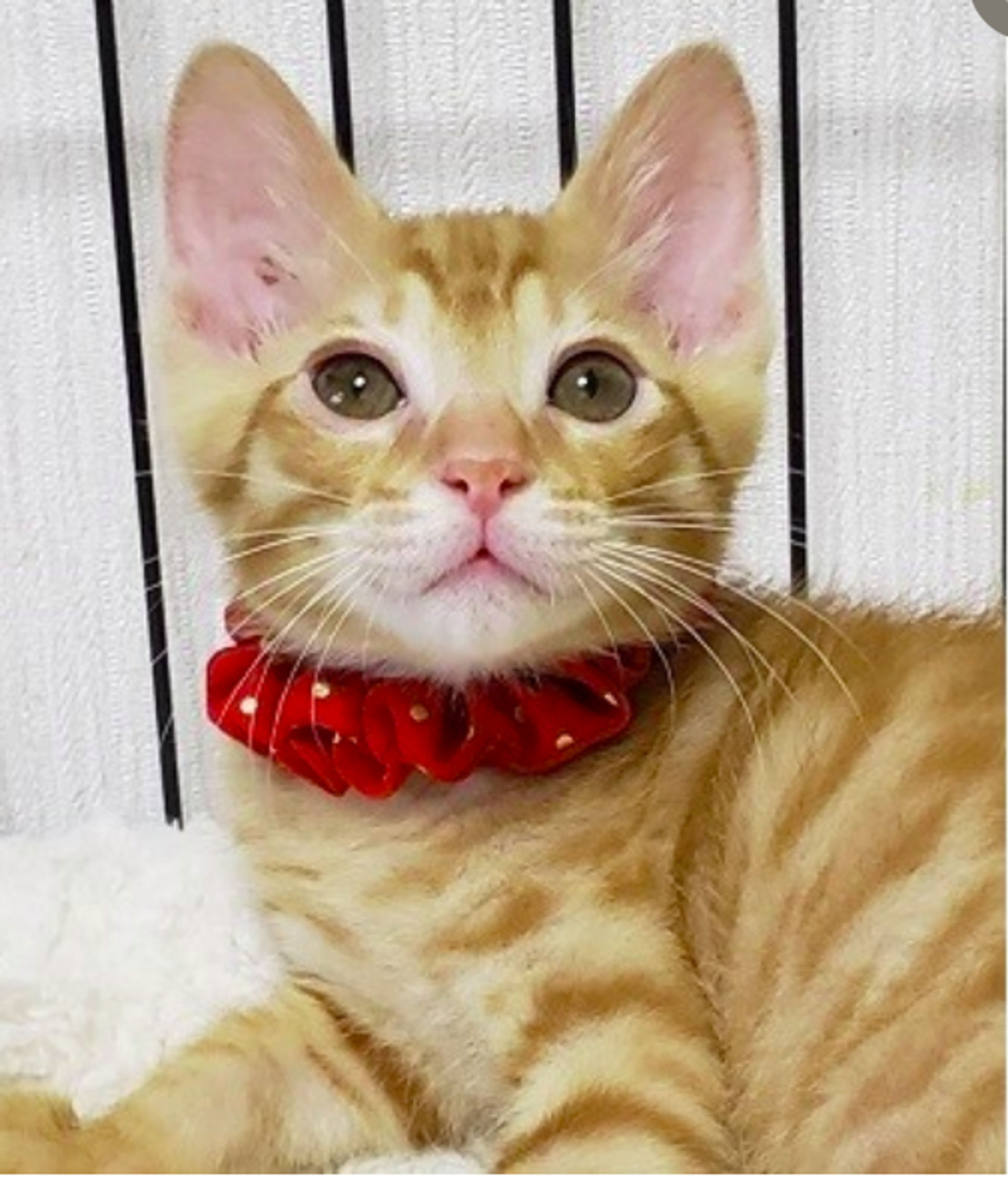 雑種（ミックス猫）・オスの里親募集の写真