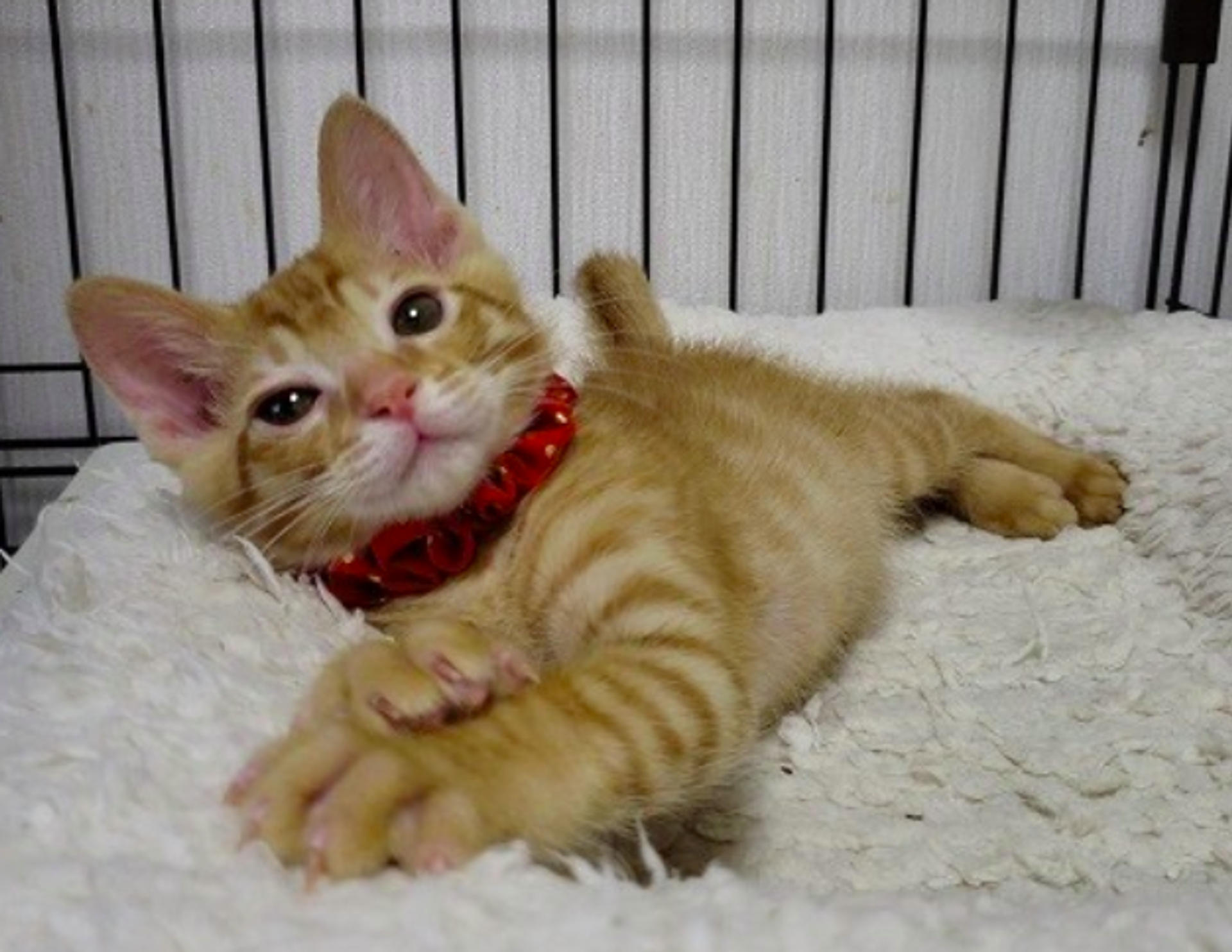 pet-image-4