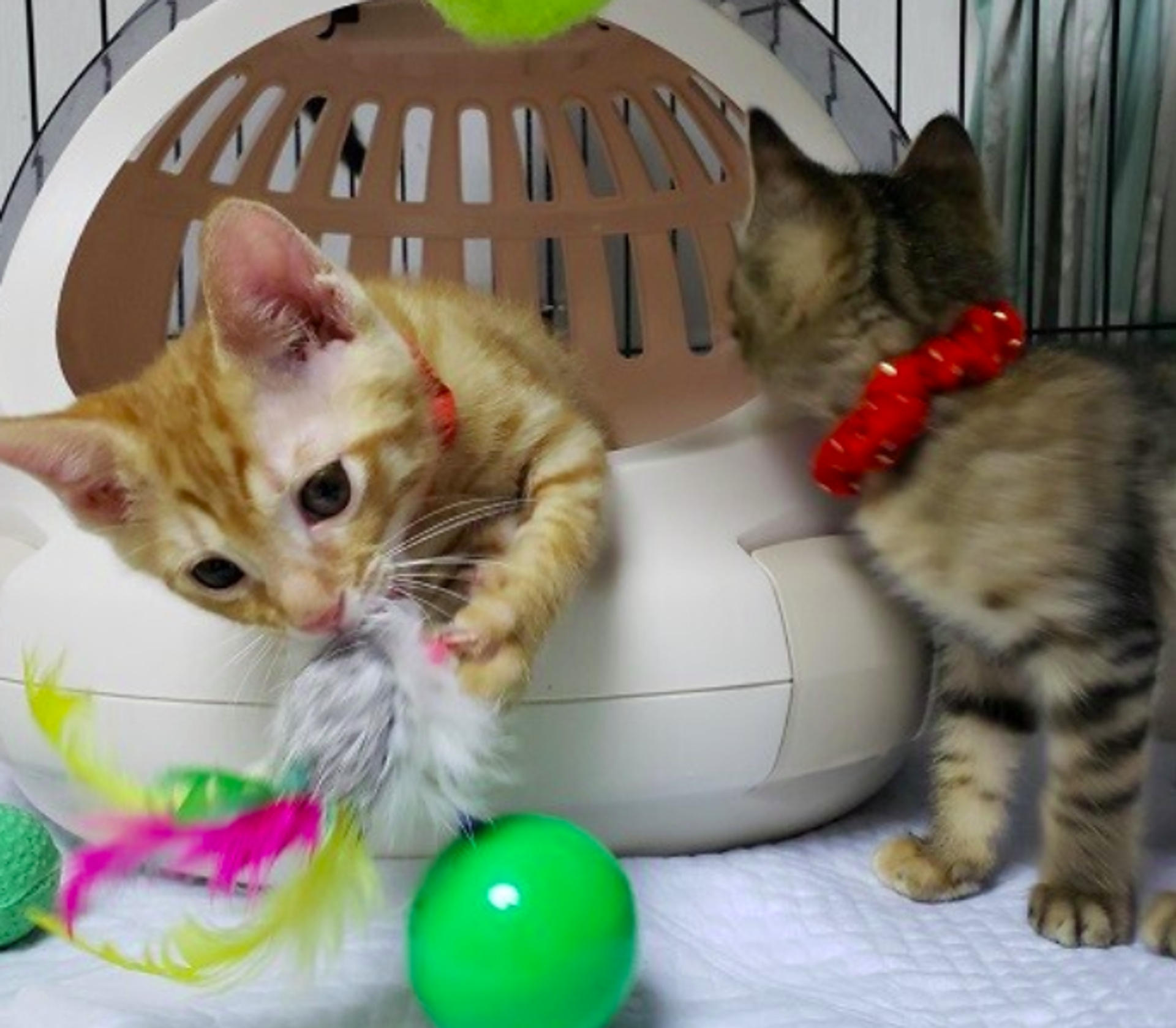 pet-image-5