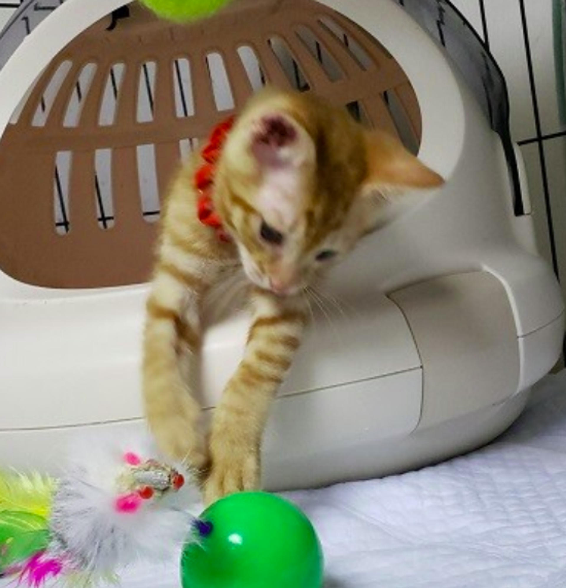 pet-image-7