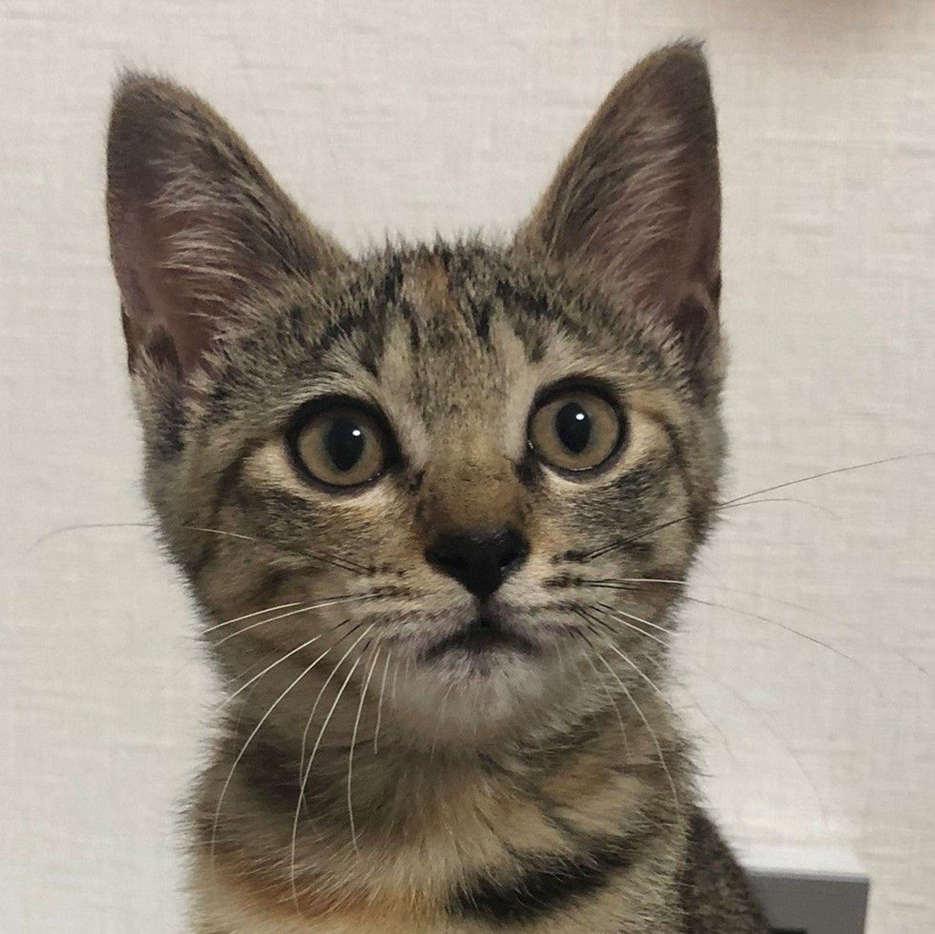 雑種（ミックス猫）・メスの里親募集の写真
