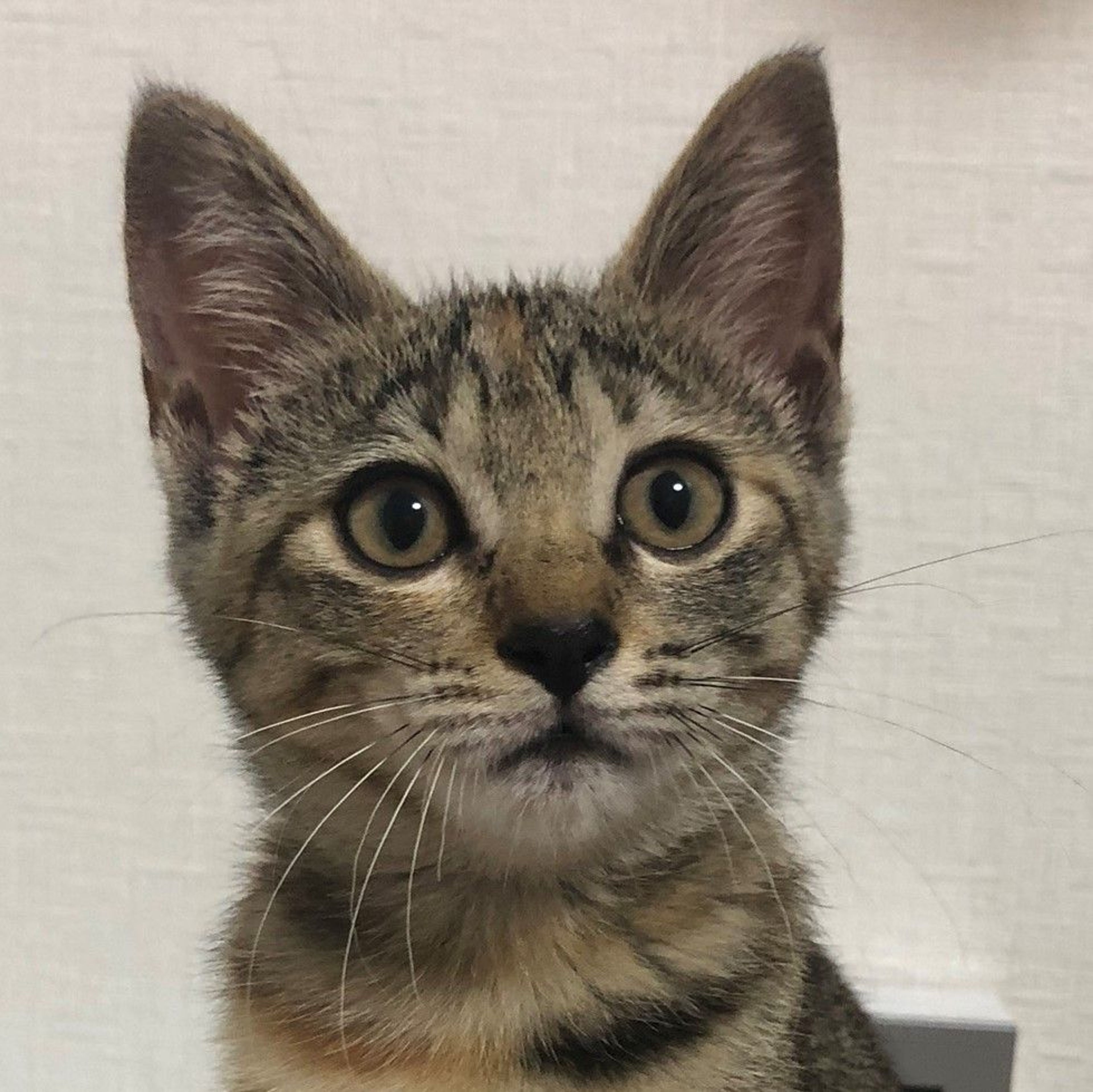 雑種（ミックス猫）・メスの里親募集の写真