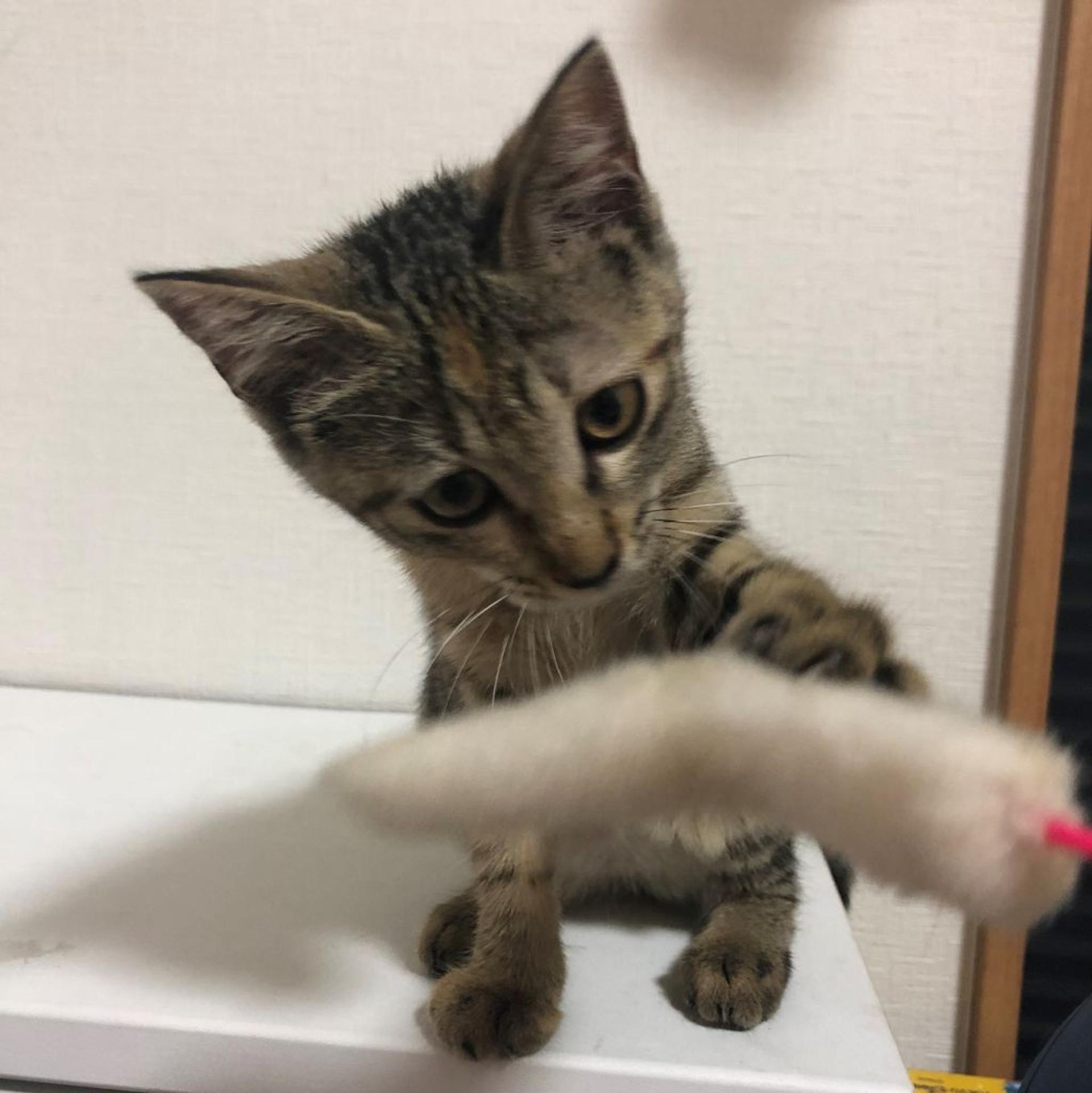 pet-image-2