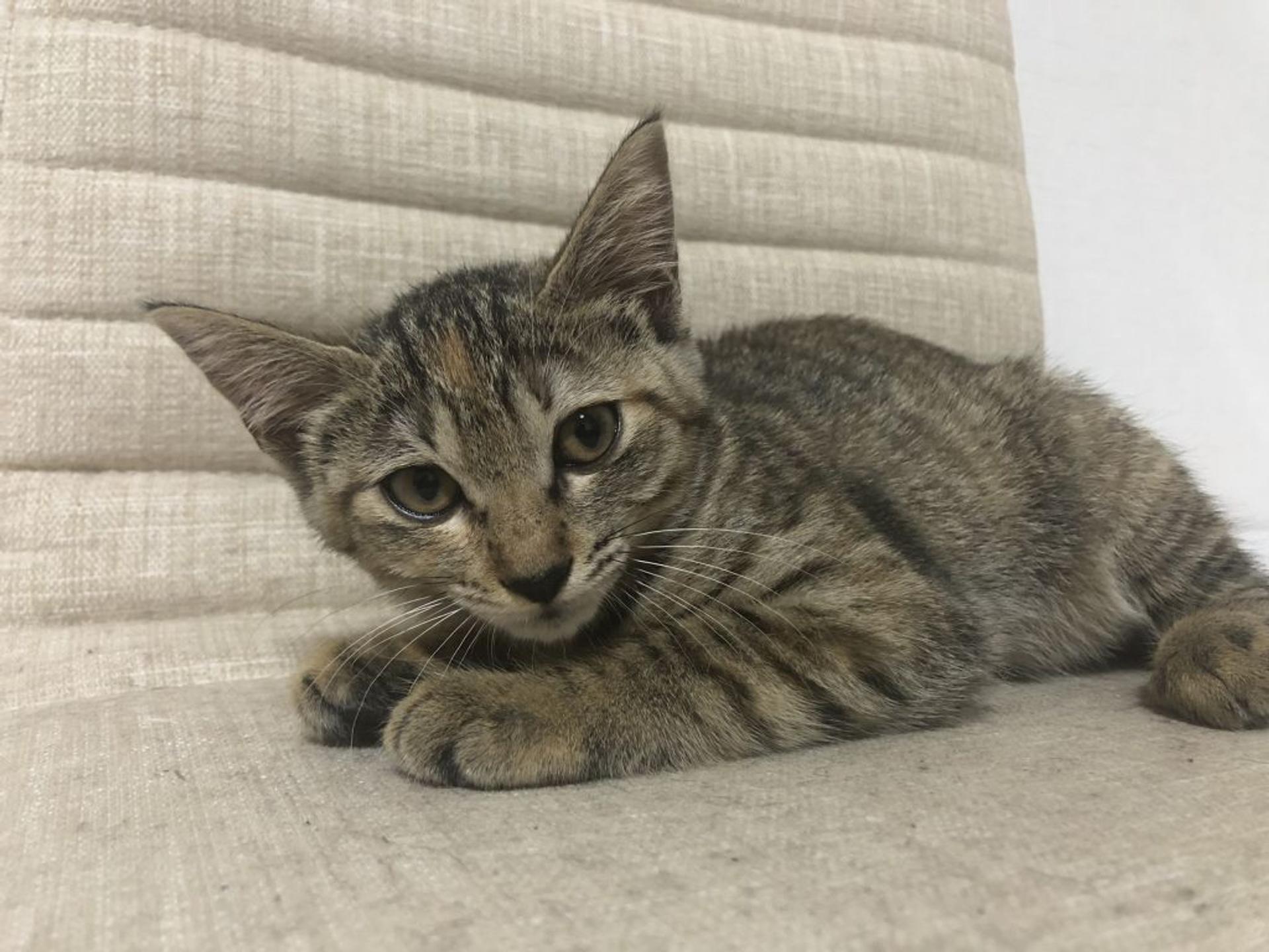 pet-image-4