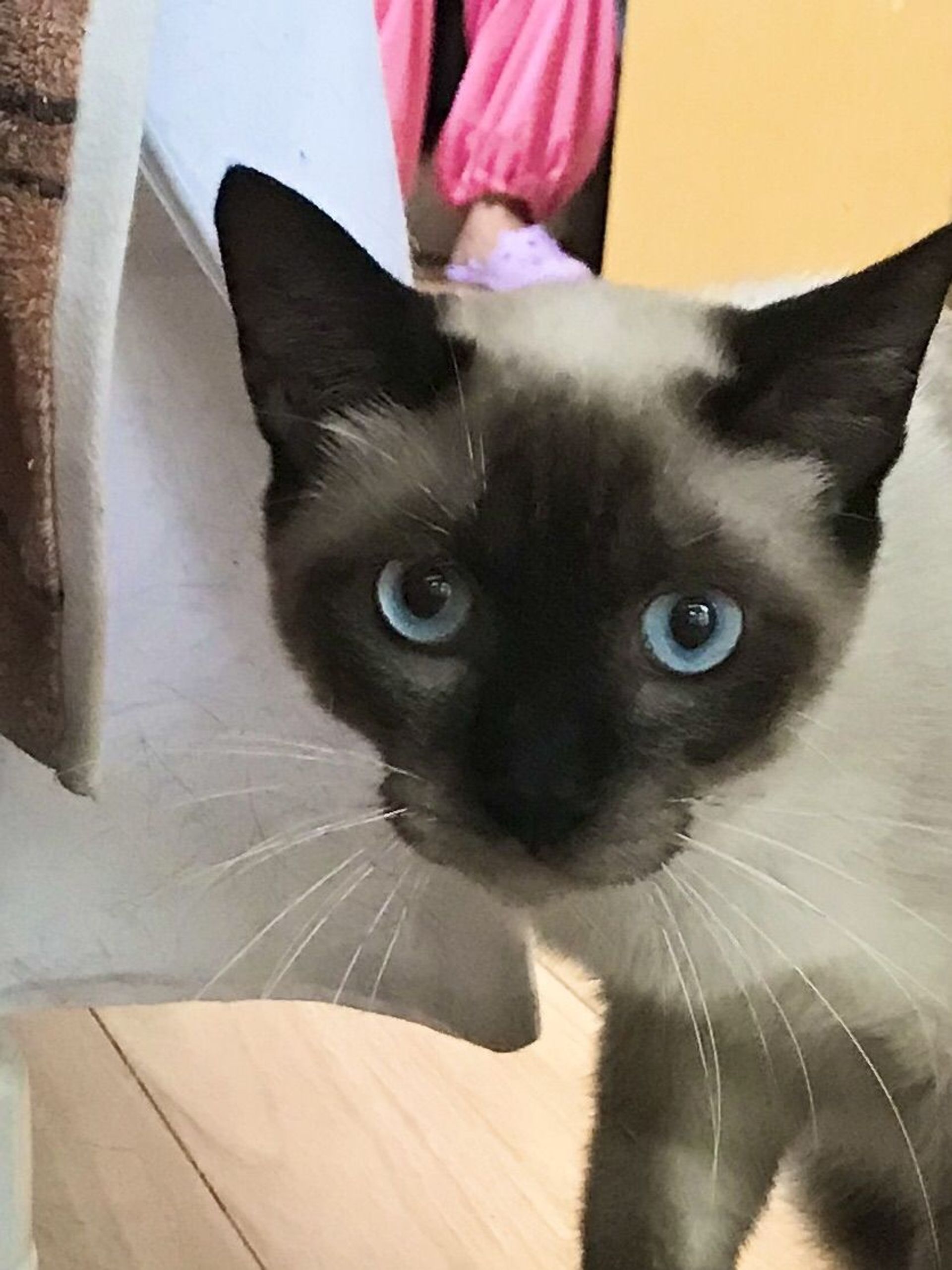 雑種（ミックス猫）・オスの里親募集の写真