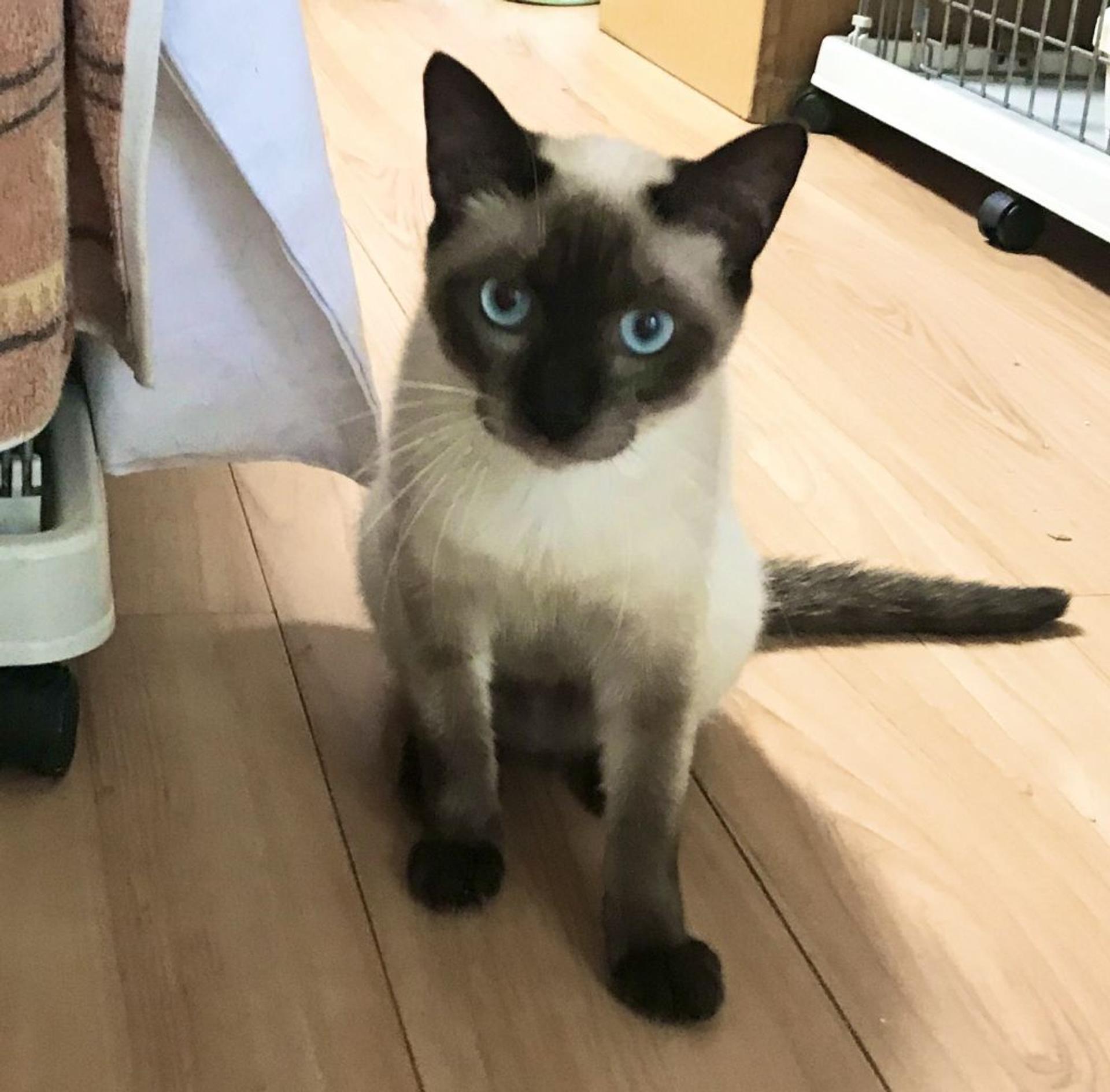 pet-image-2