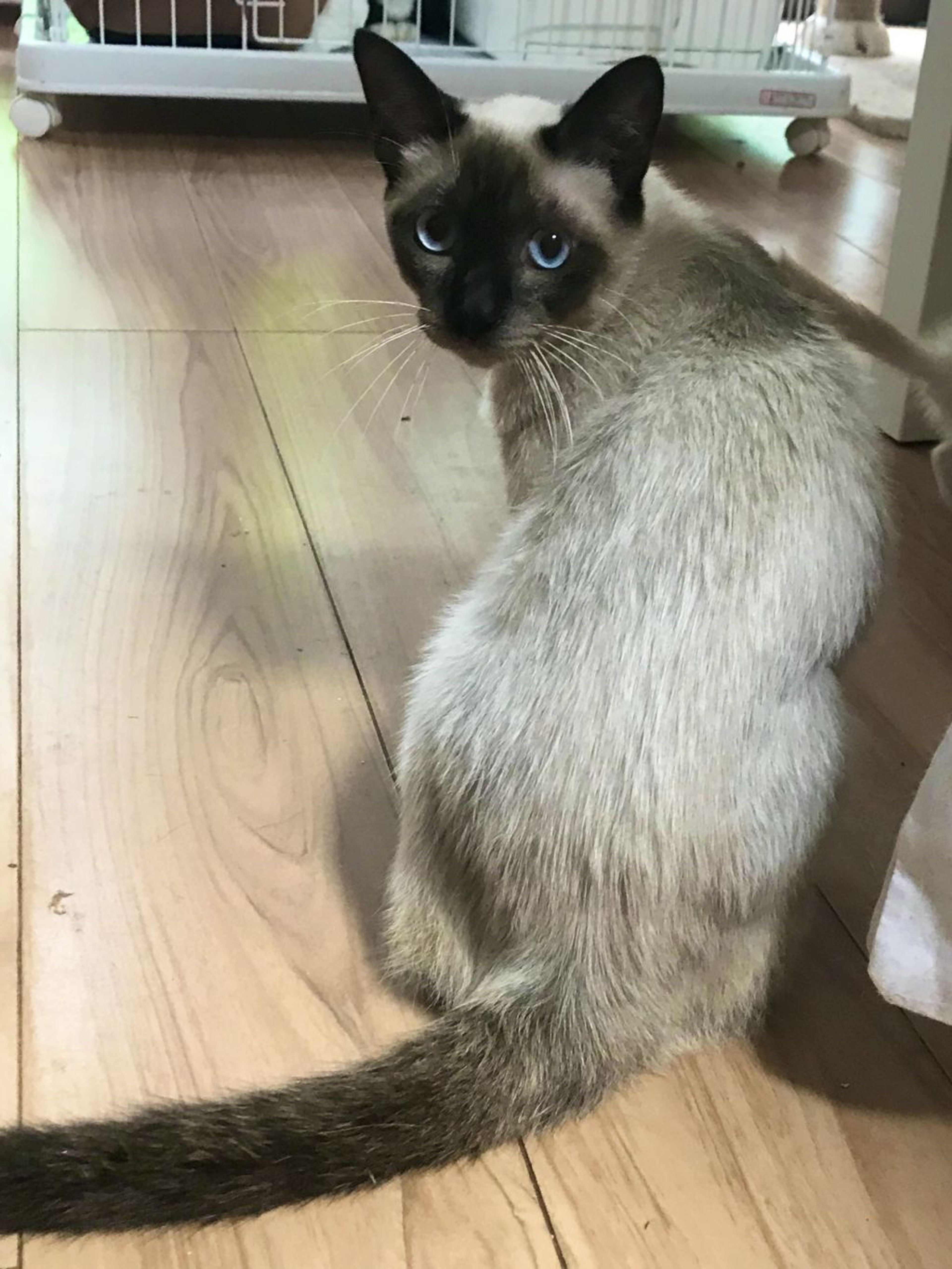 pet-image-3