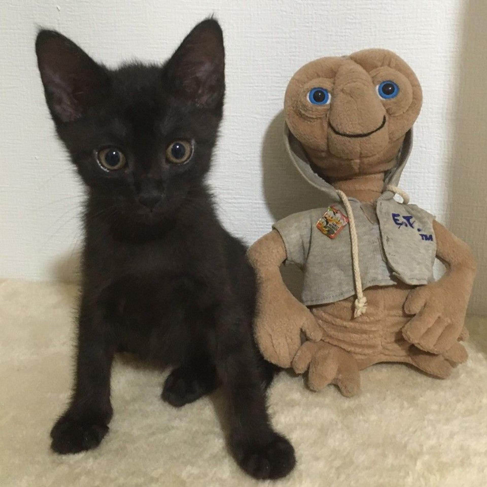 pet-image-2