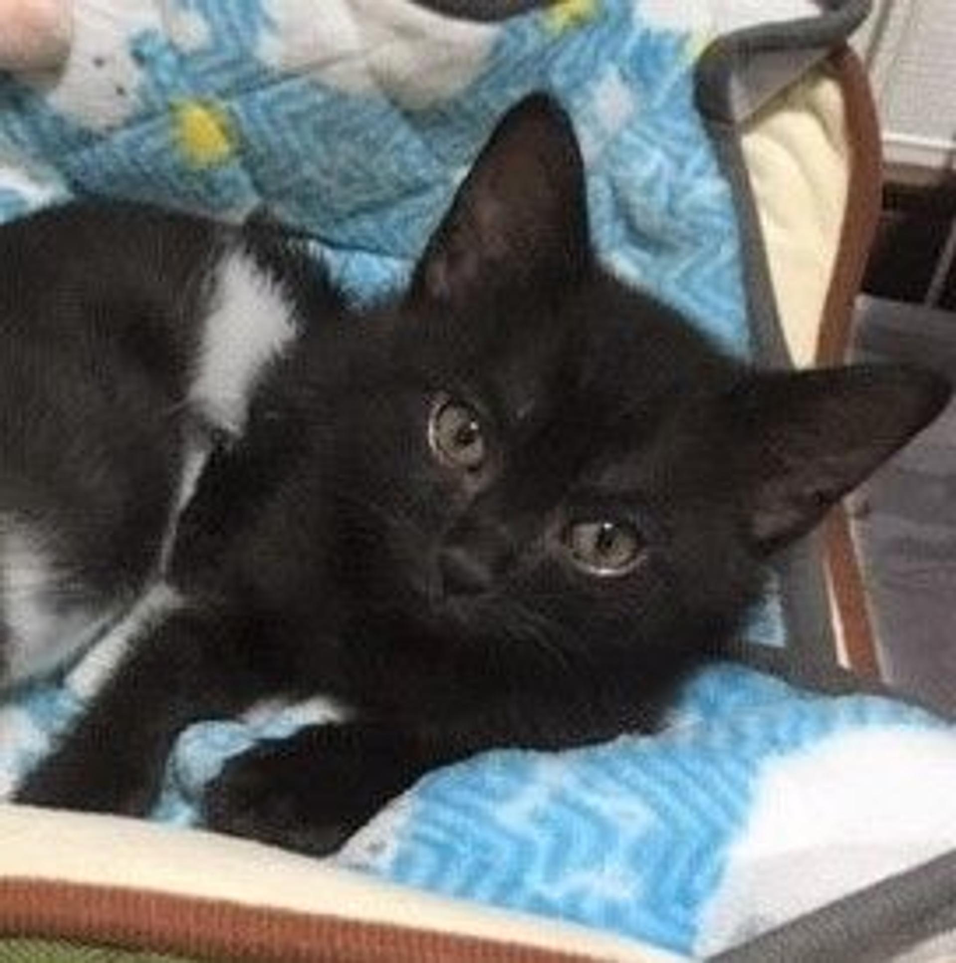 pet-image-5