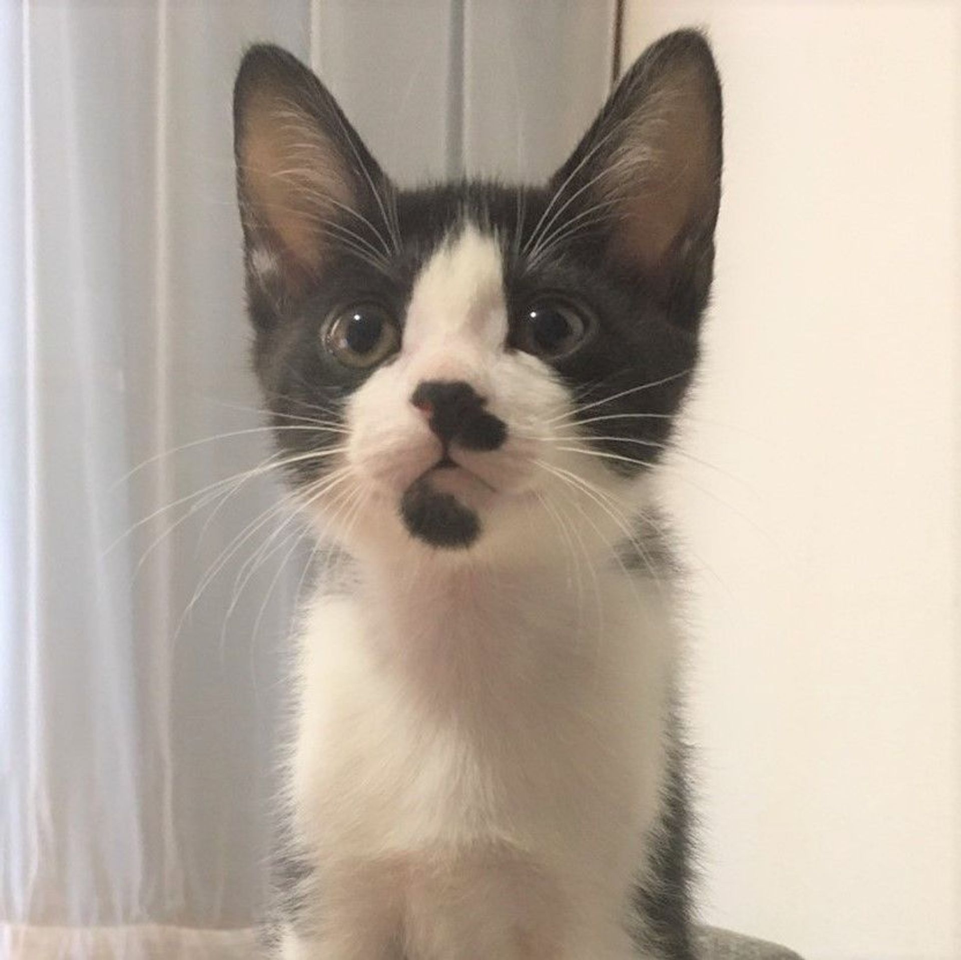 雑種（ミックス猫）・オスの里親募集の写真