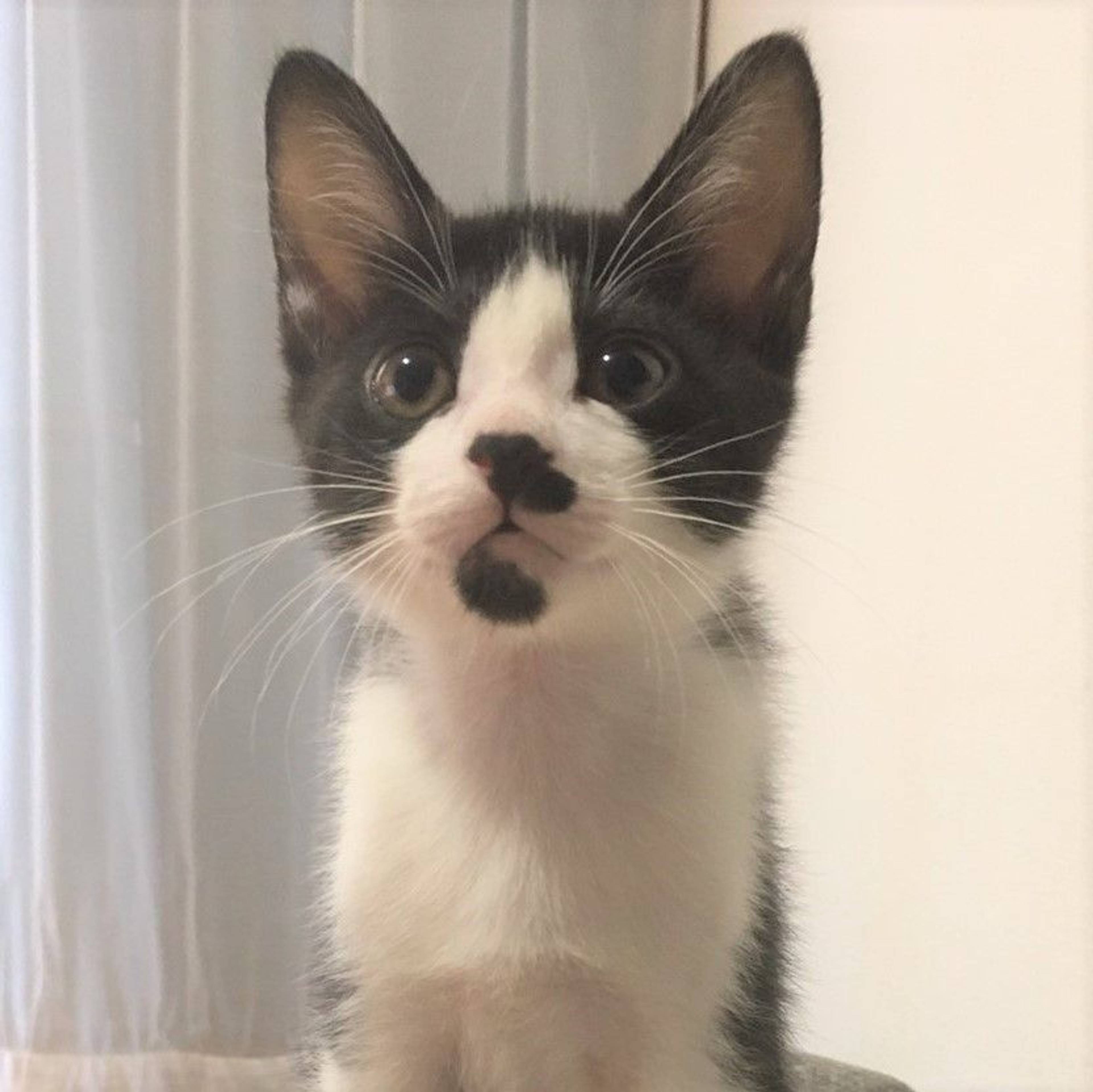 雑種（ミックス猫）・オスの里親募集の写真