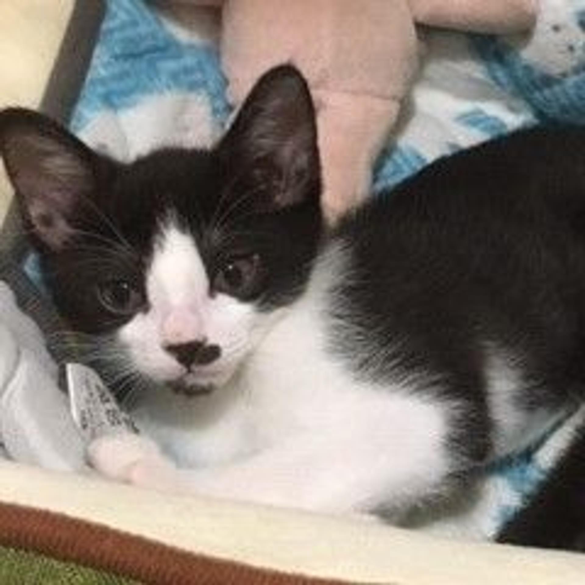 pet-image-6