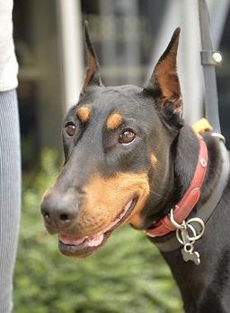 ドーベルマンのエマ（ 5歳 28kg メス） | ドーベルマン | Dog Life