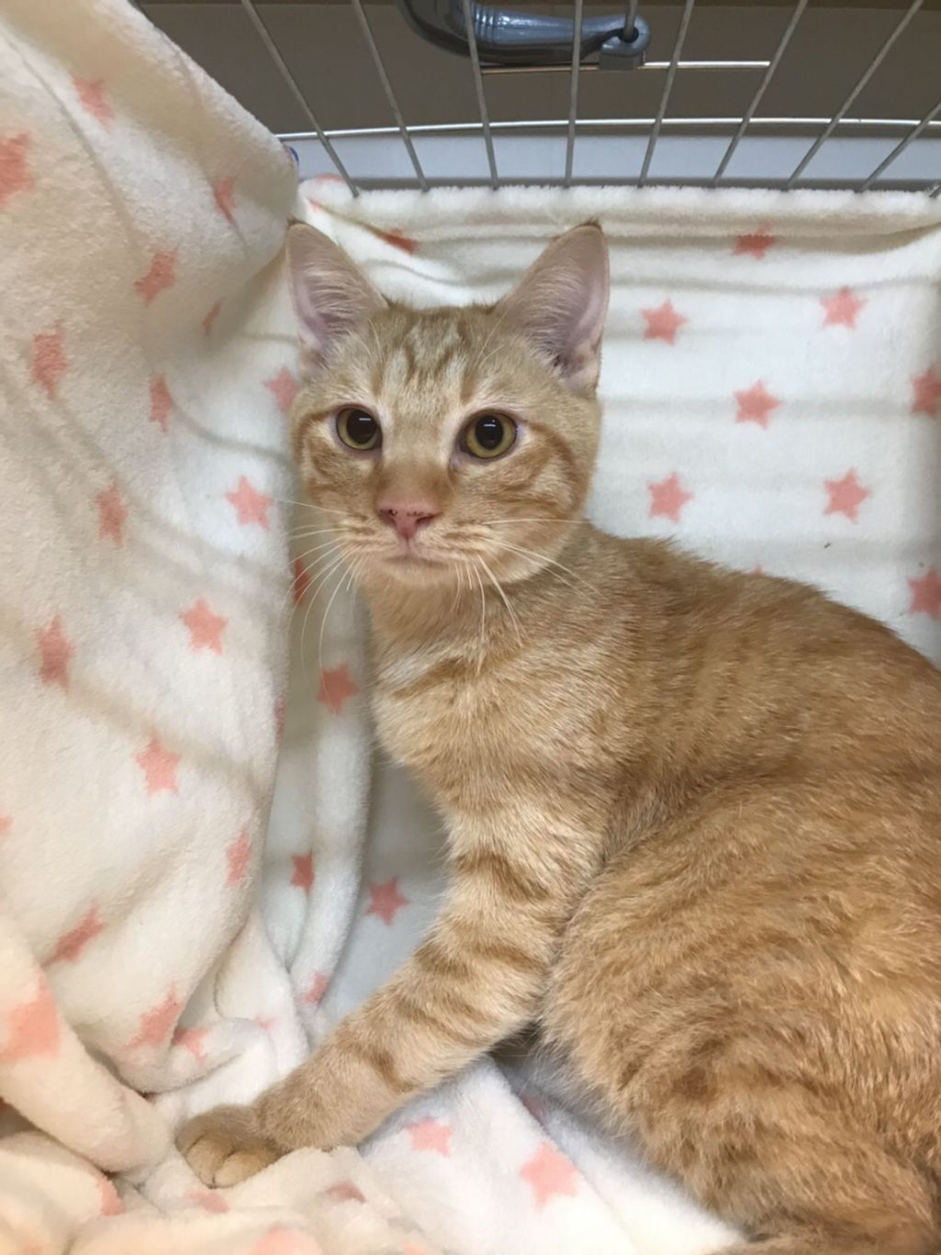 雑種（ミックス猫）・オスの里親募集の写真