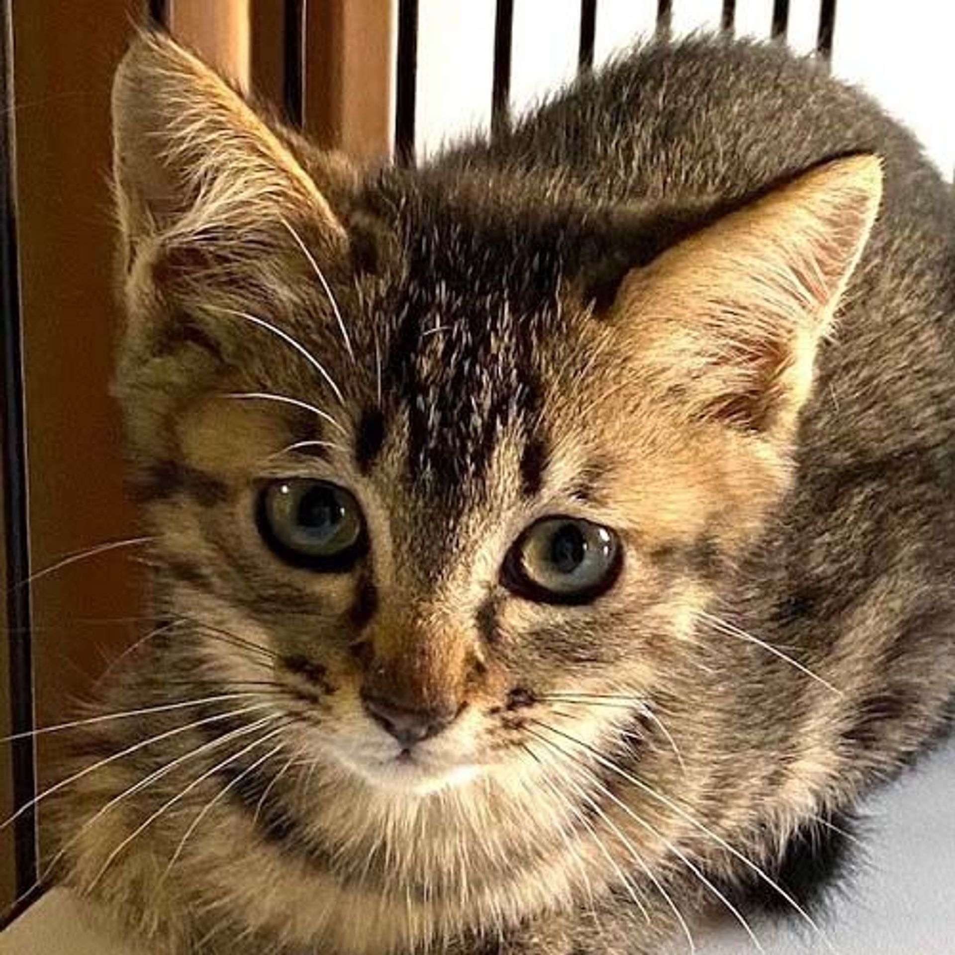 雑種（ミックス猫）・オスの里親募集の写真