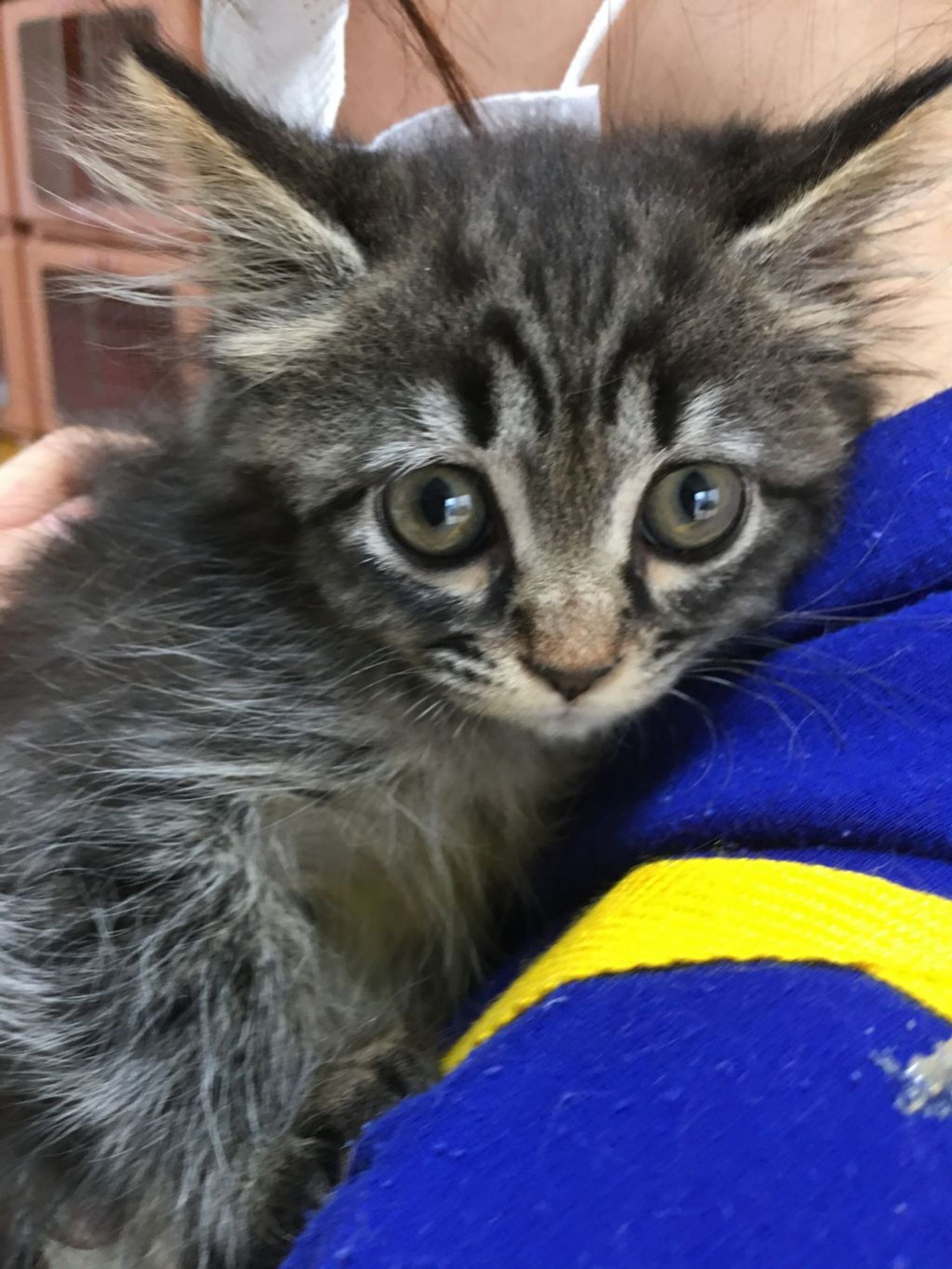 雑種（ミックス猫）・メスの里親募集の写真