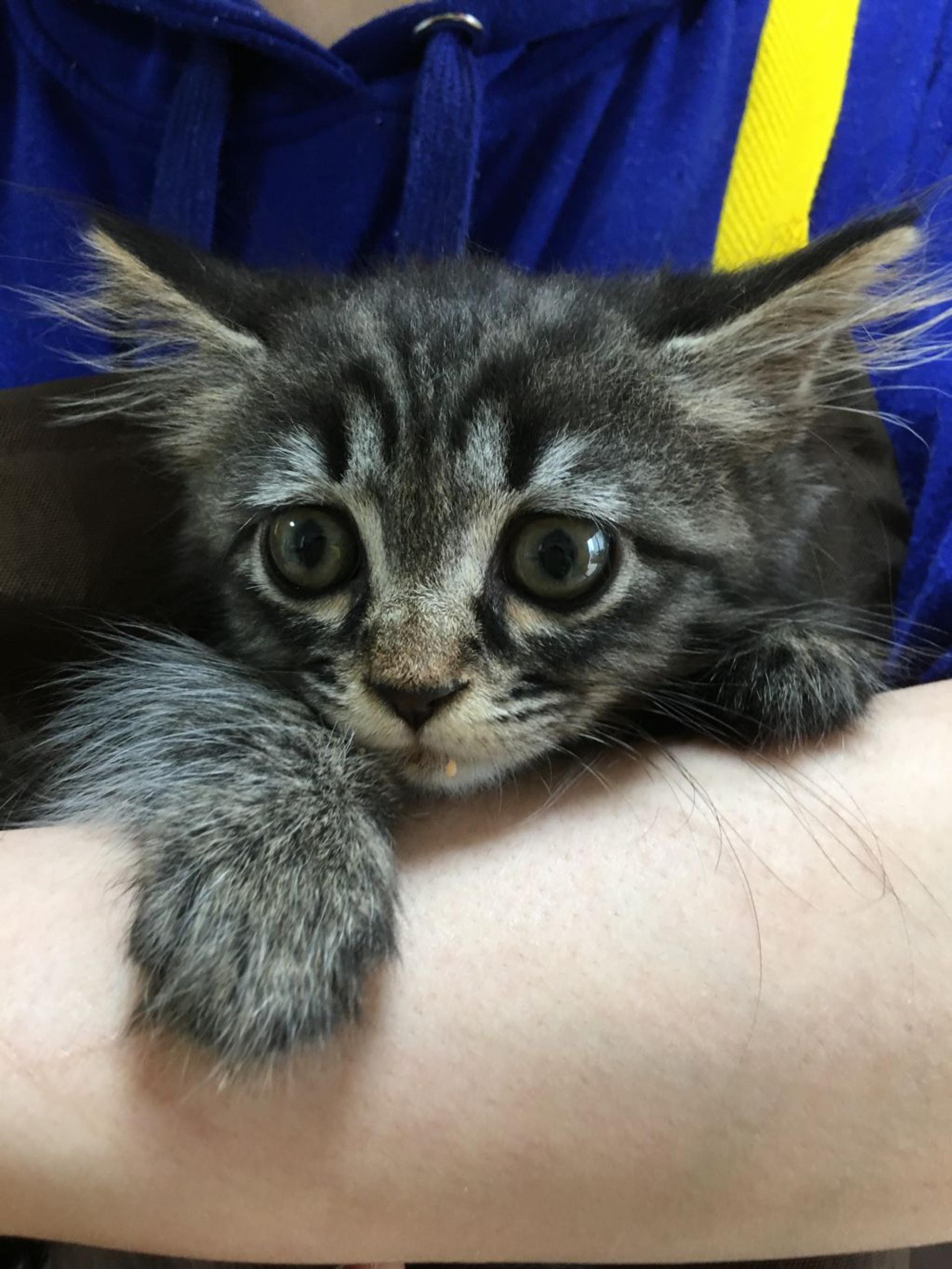 pet-image-2