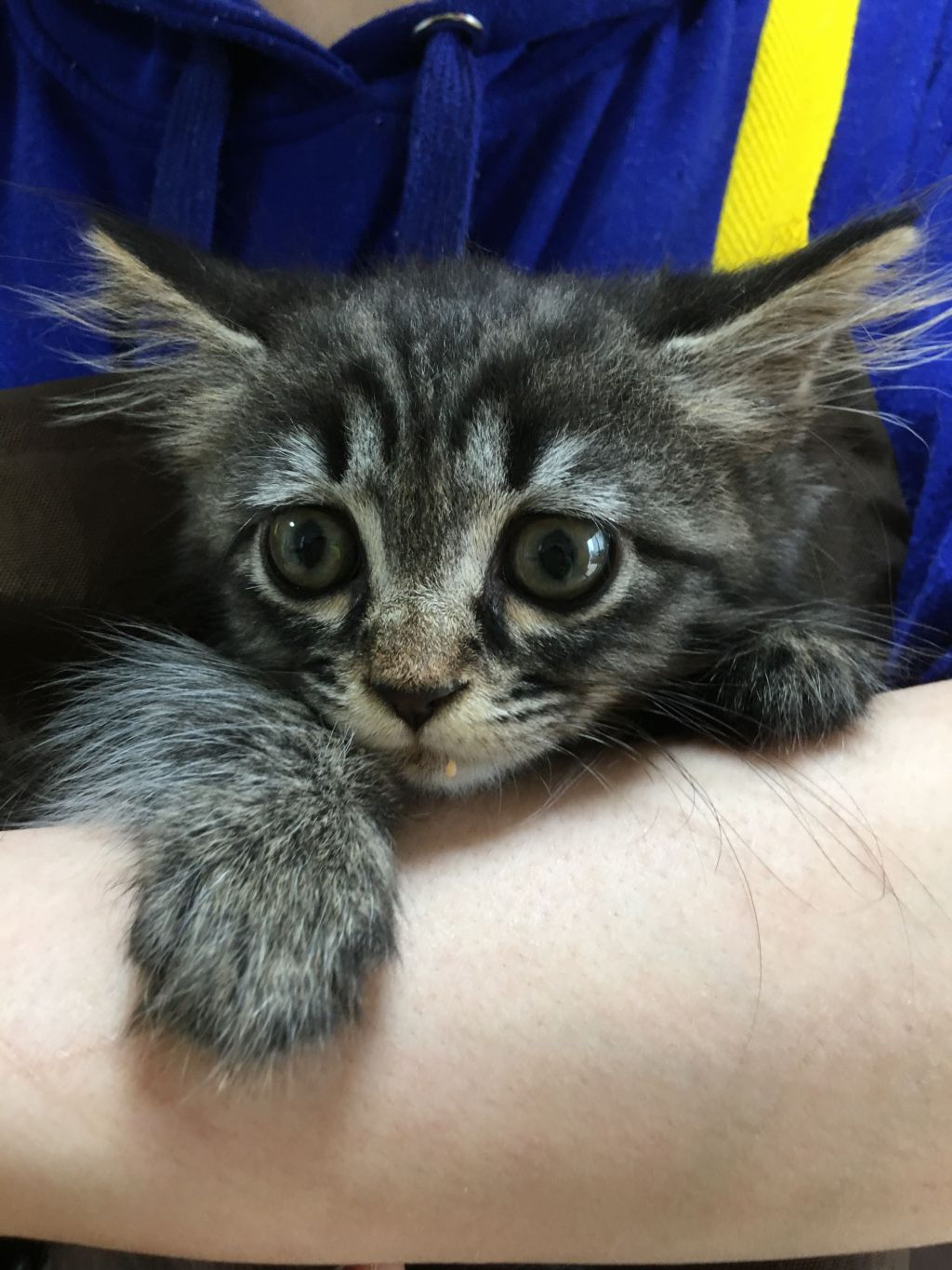 pet-image-2
