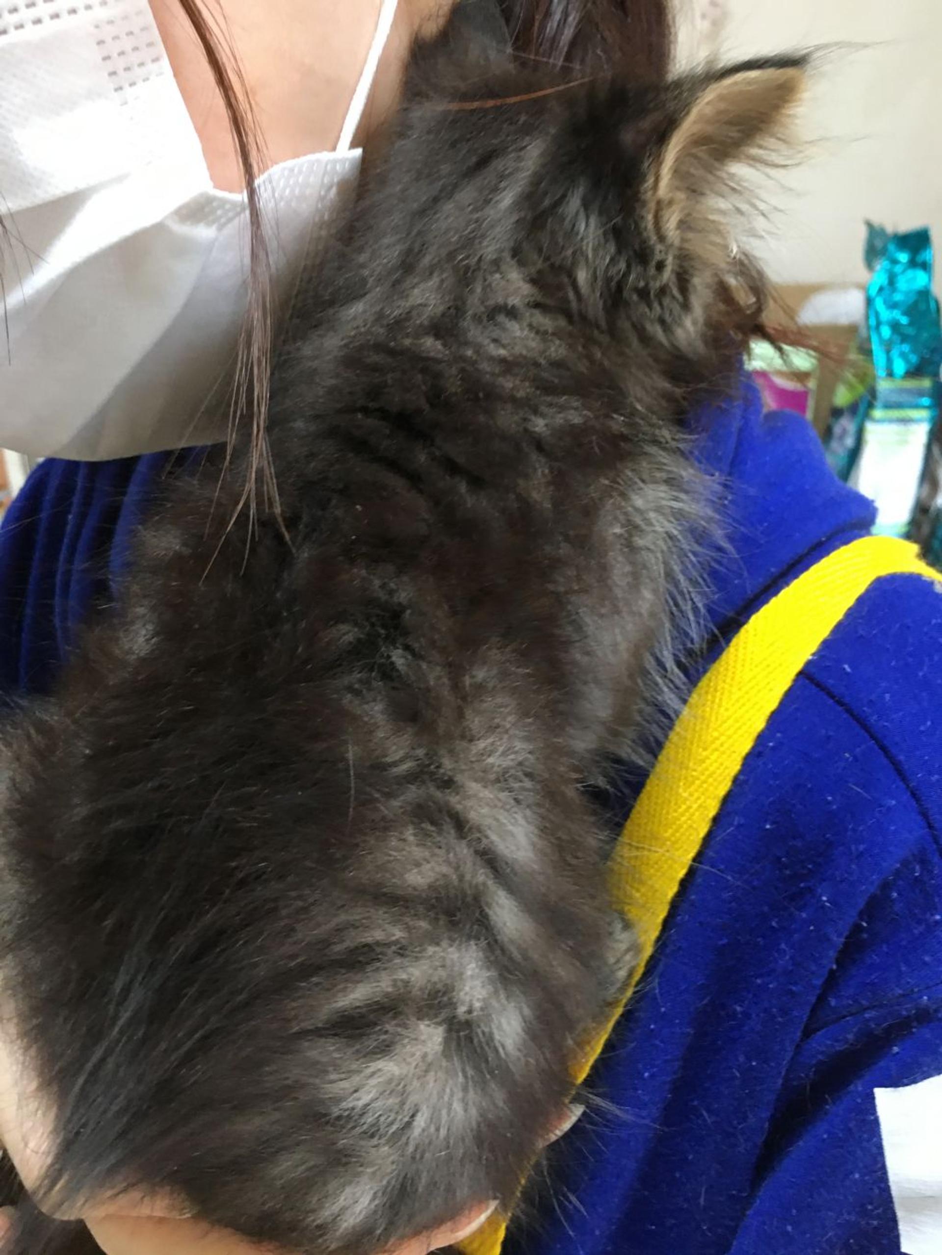 pet-image-5