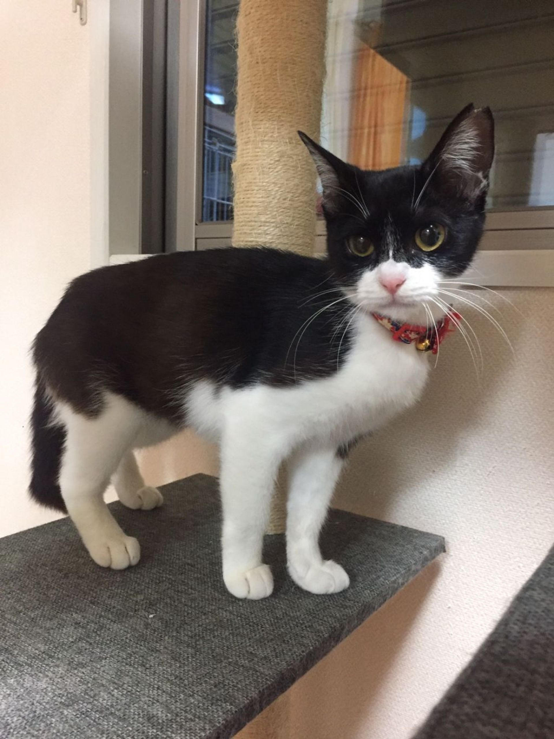 雑種（ミックス猫）・メスの里親募集の写真