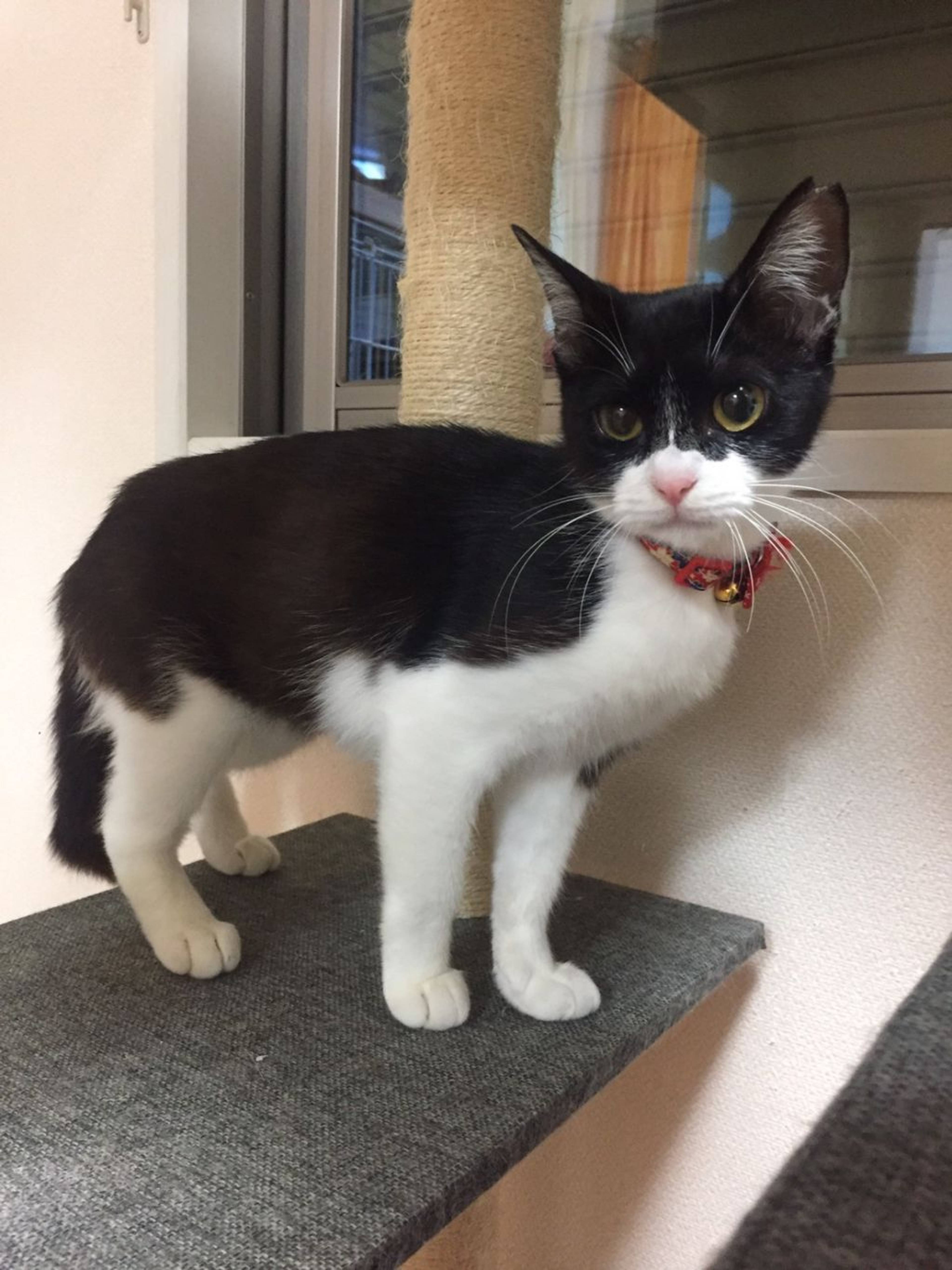 雑種（ミックス猫）・メスの里親募集の写真