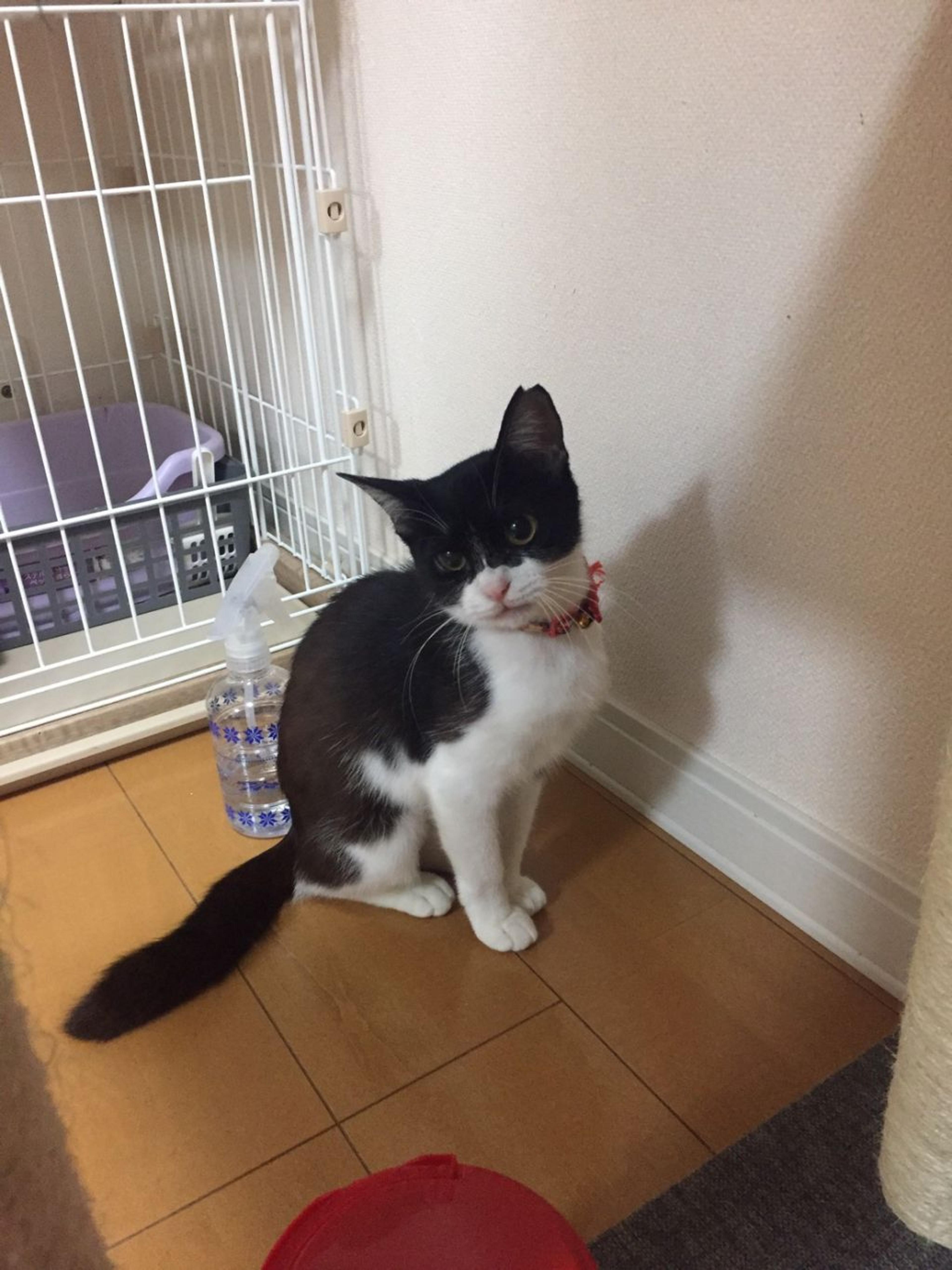 pet-image-3