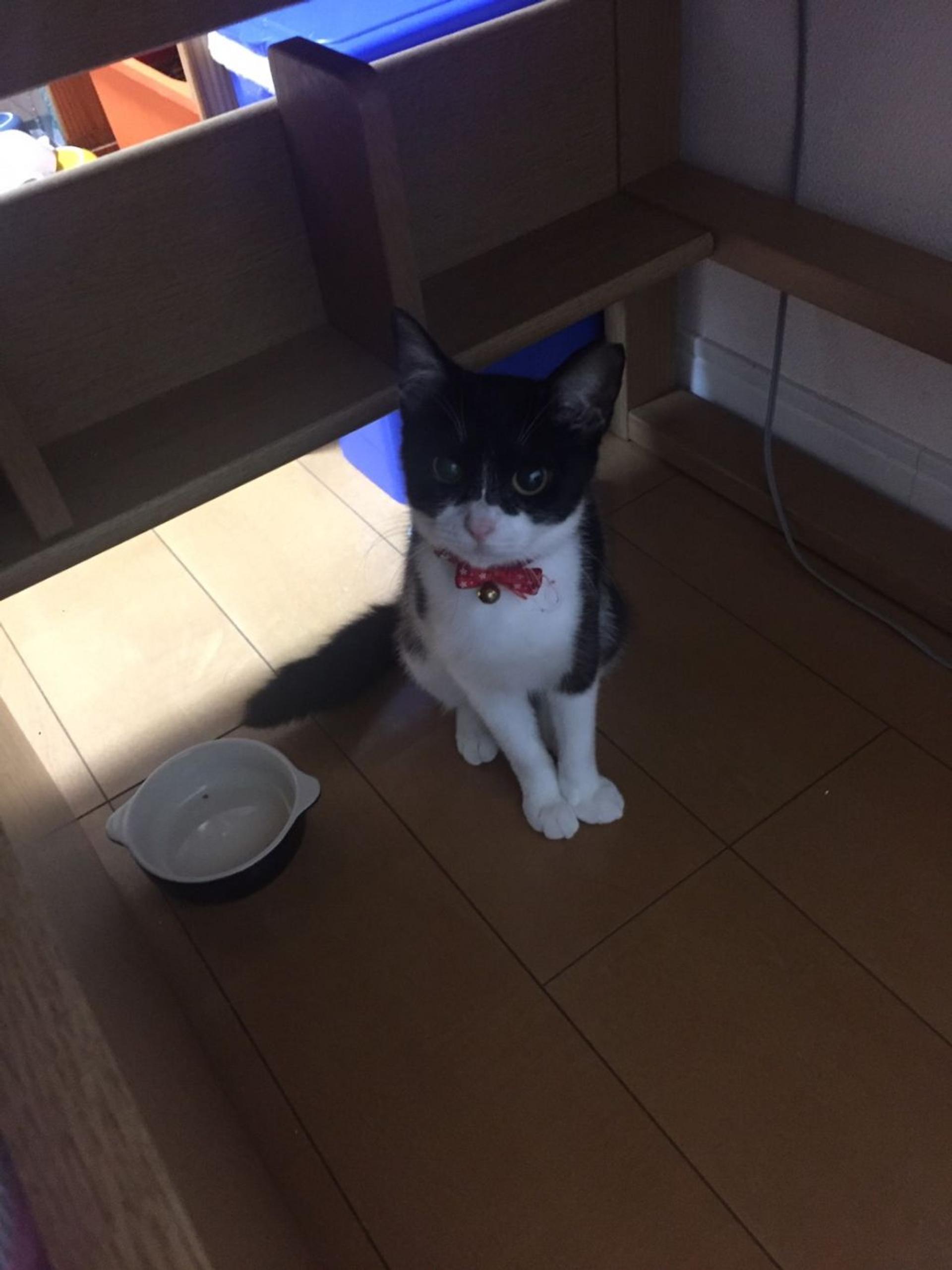 pet-image-5